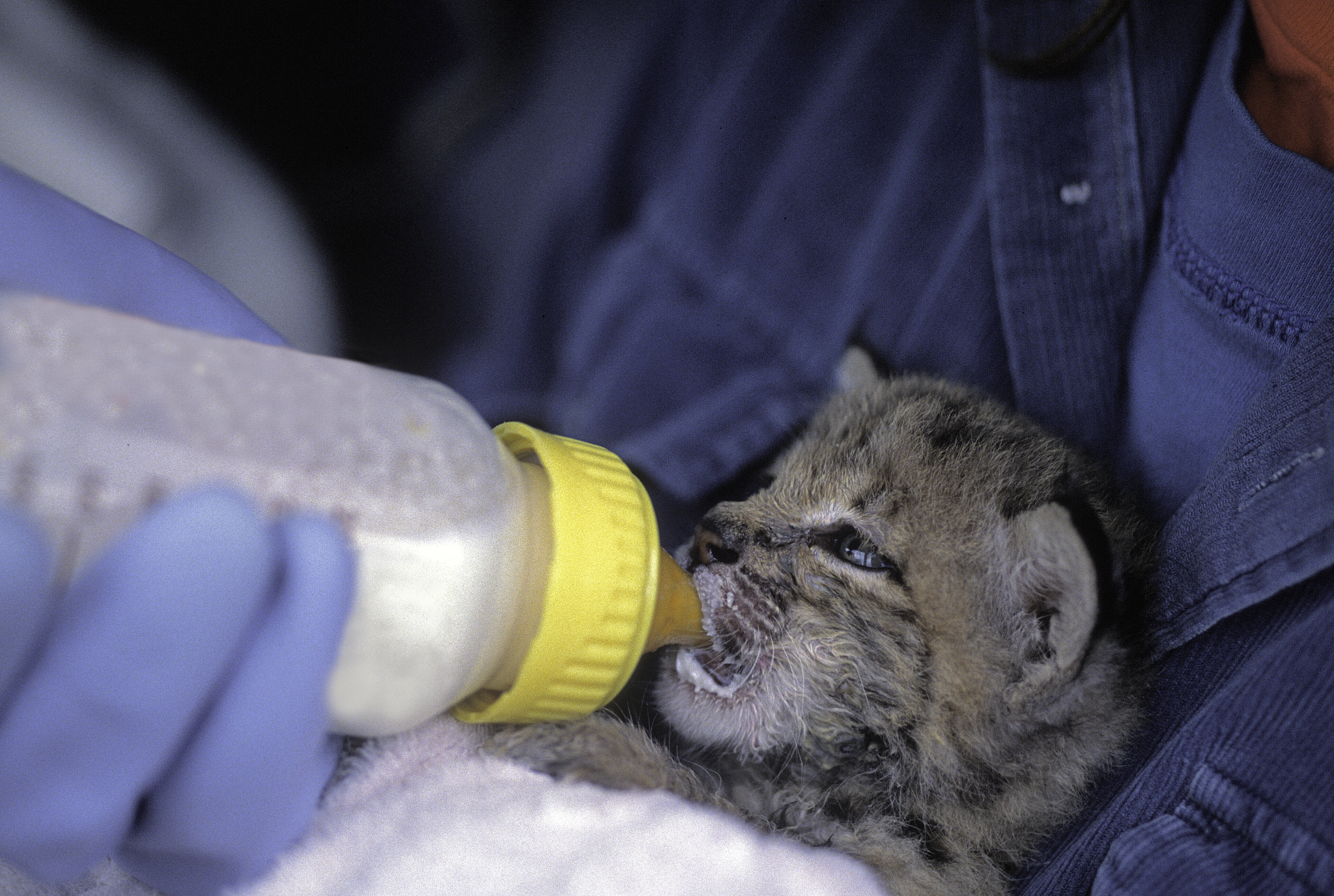 feeding baby bobcat