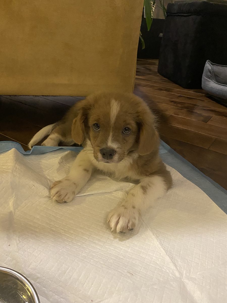 小狗是怎么叫的