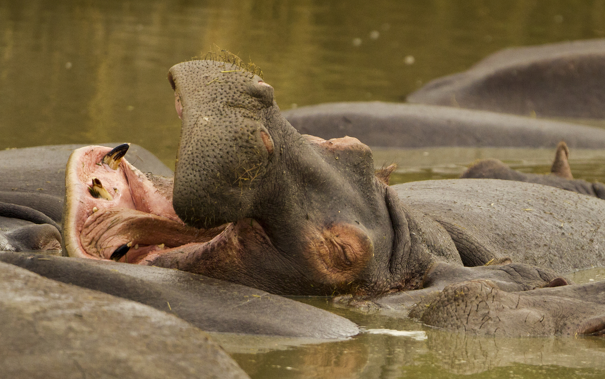 hippopotamus_7607_joe