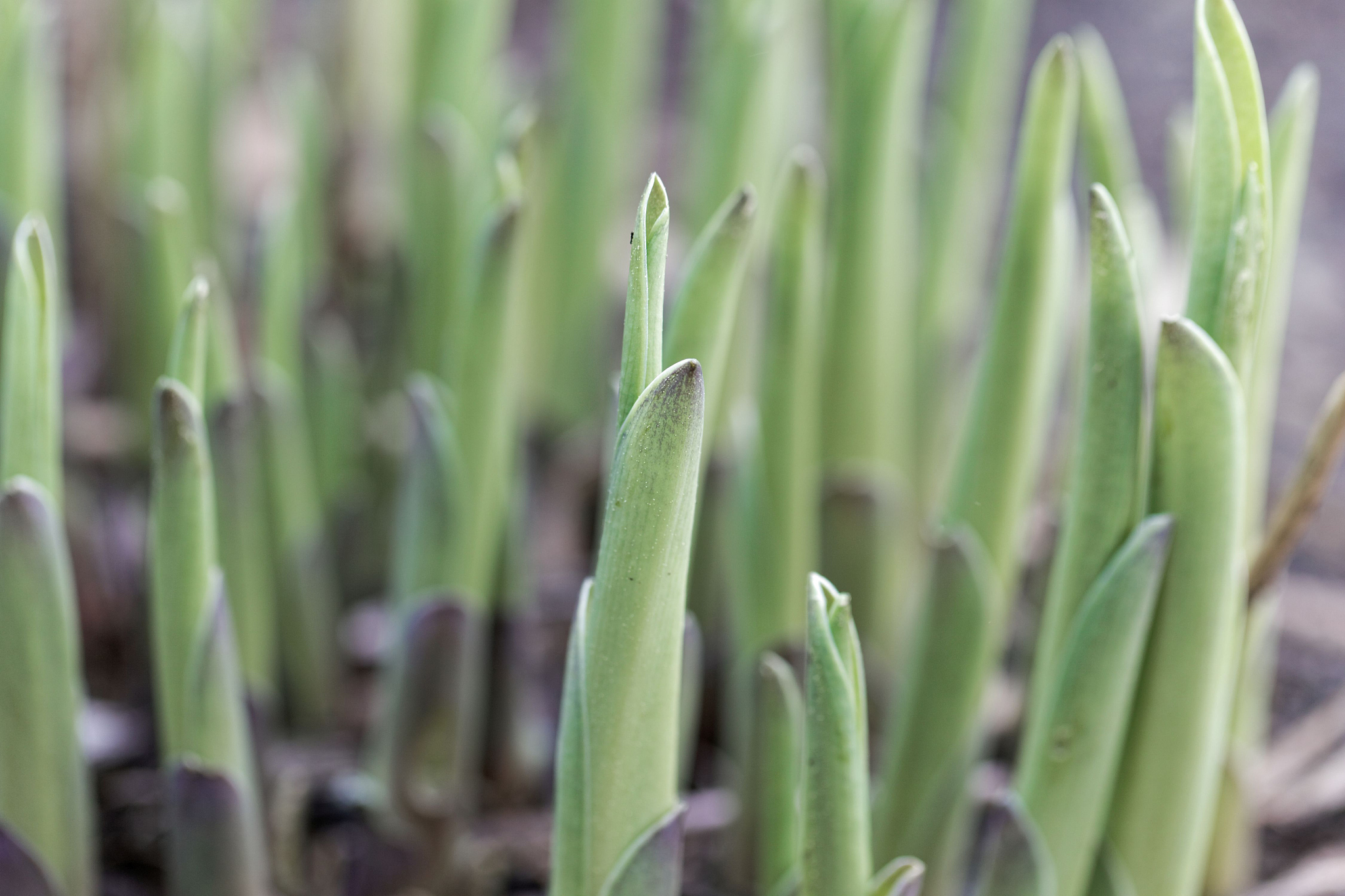 fresh sprouts of plantain lily plants (hosta x cultorum)