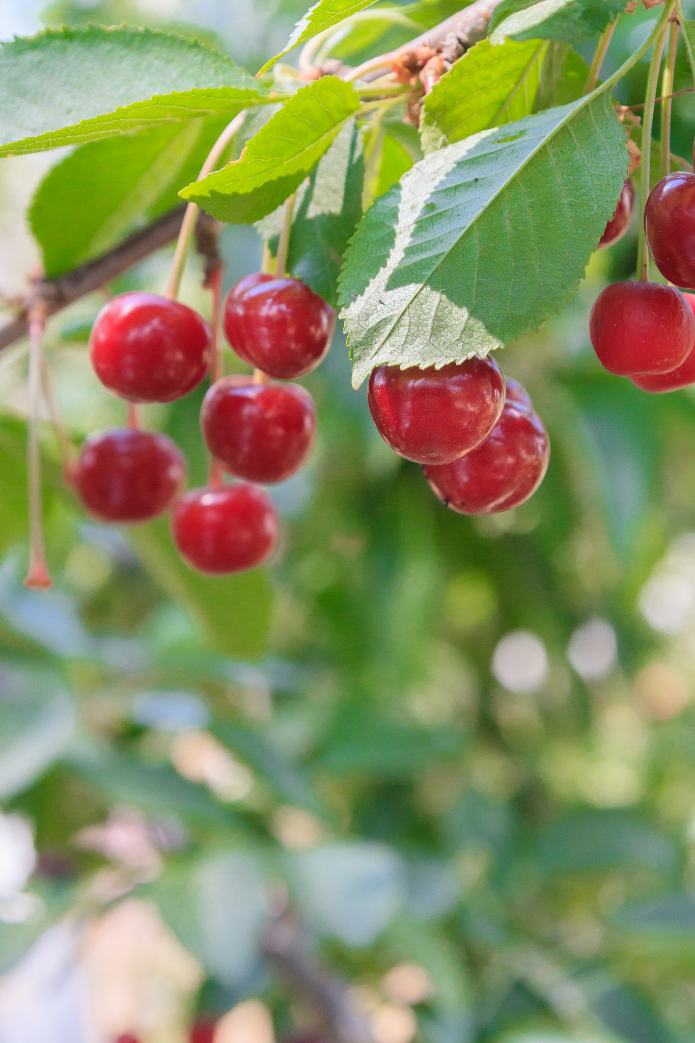 berry of ripe cherry hanging on the branch of a tree in summer