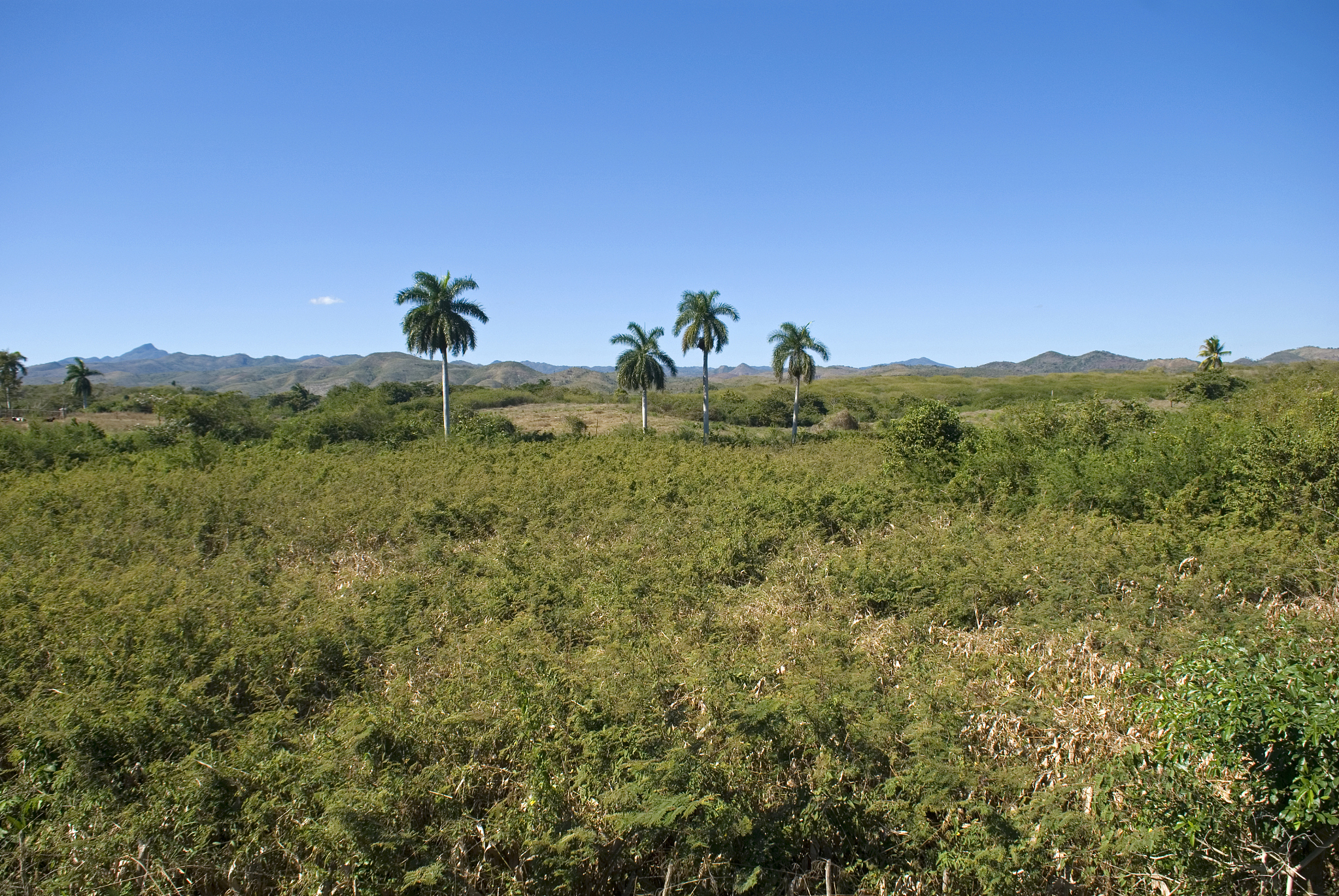 锈湖宇宙八周年新作：Underground Blossom/地下花簇 - 免费试玩体验！