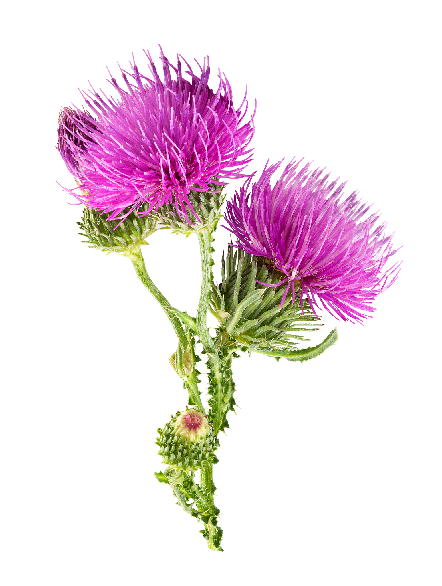 purple flower of carduus with green bud.