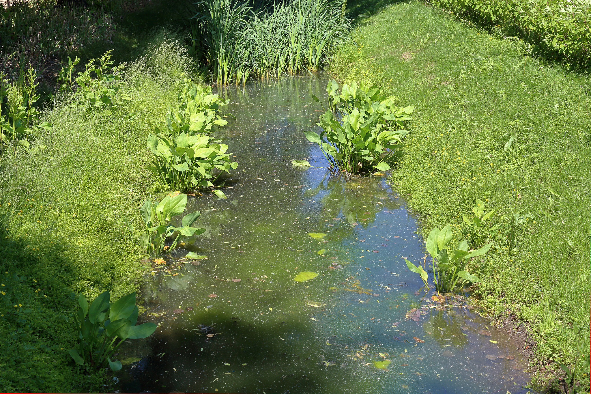 《不解藏踪迹浮萍一道开》：探索与求知的童话故事