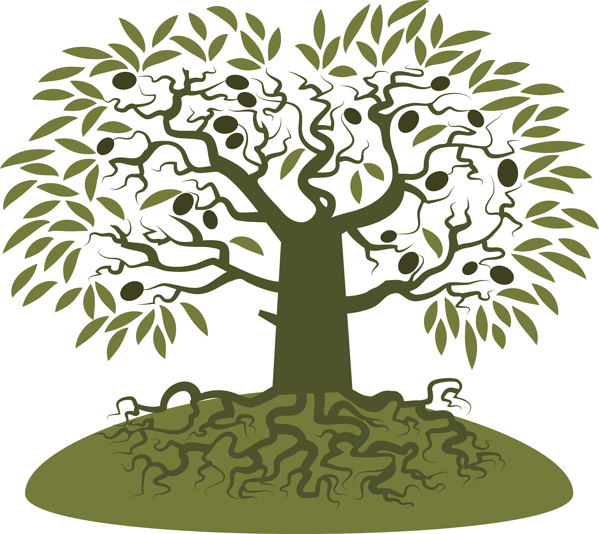 olive tree