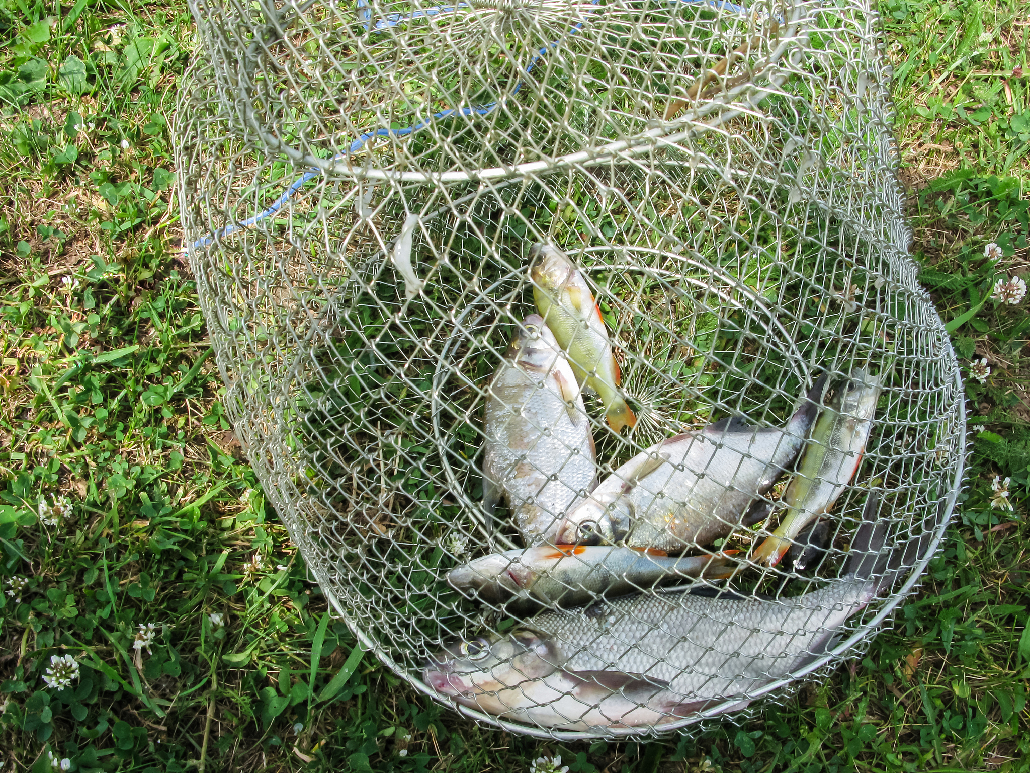 地笼很腥能捕到鱼吗