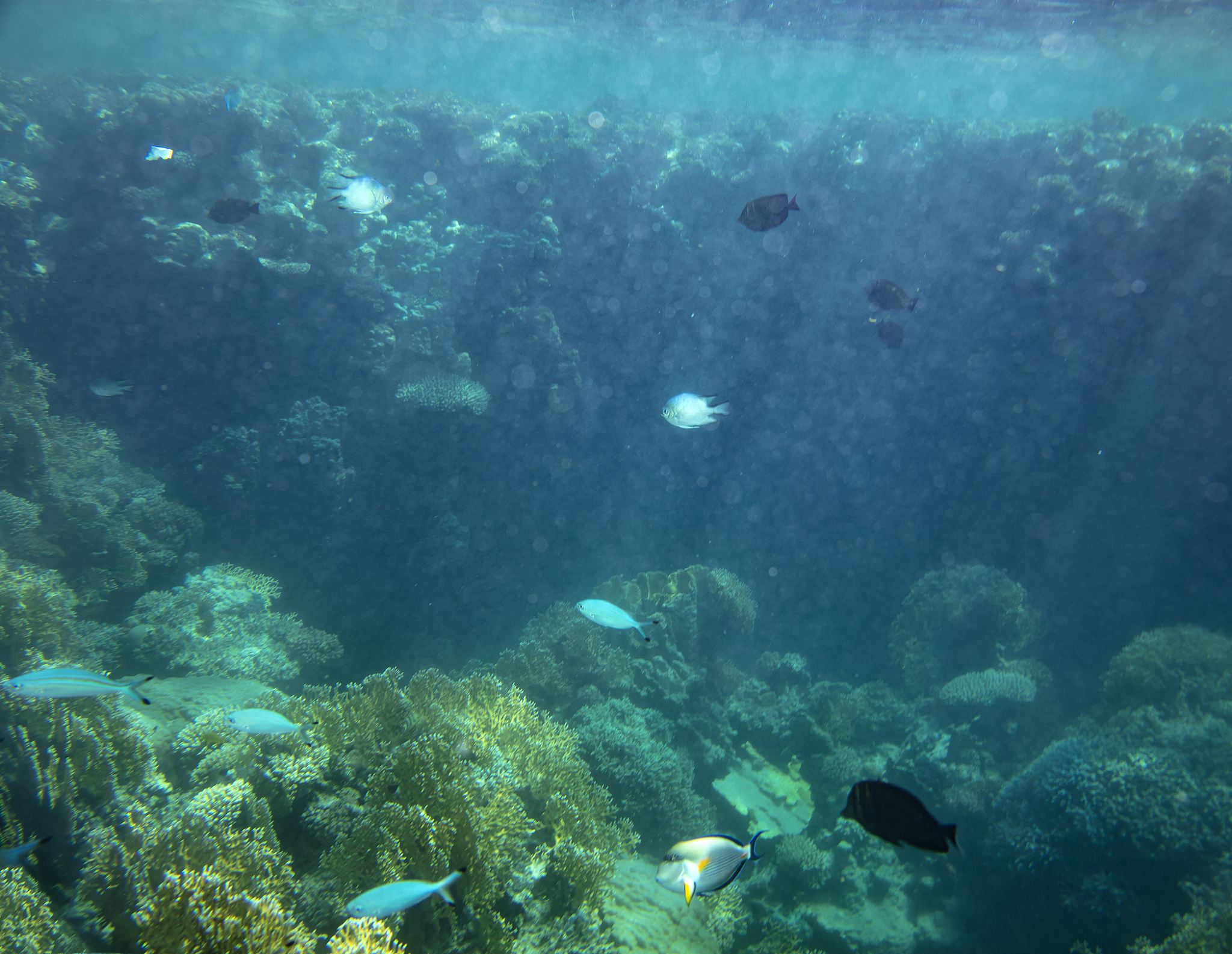 海洋世界的魅力：壮丽景观、丰富生物和重要作用