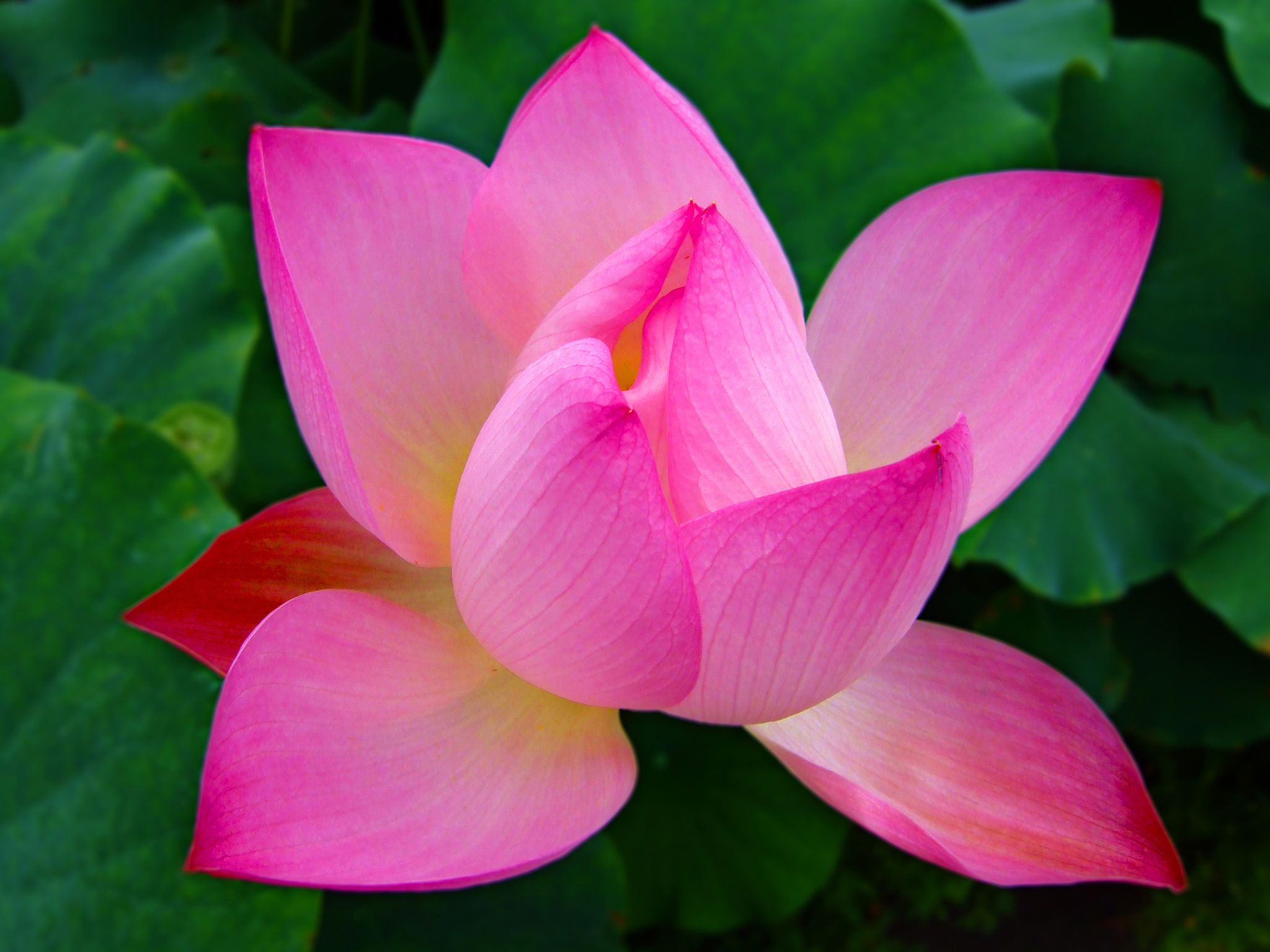 写一段赏荷花的美景约30字