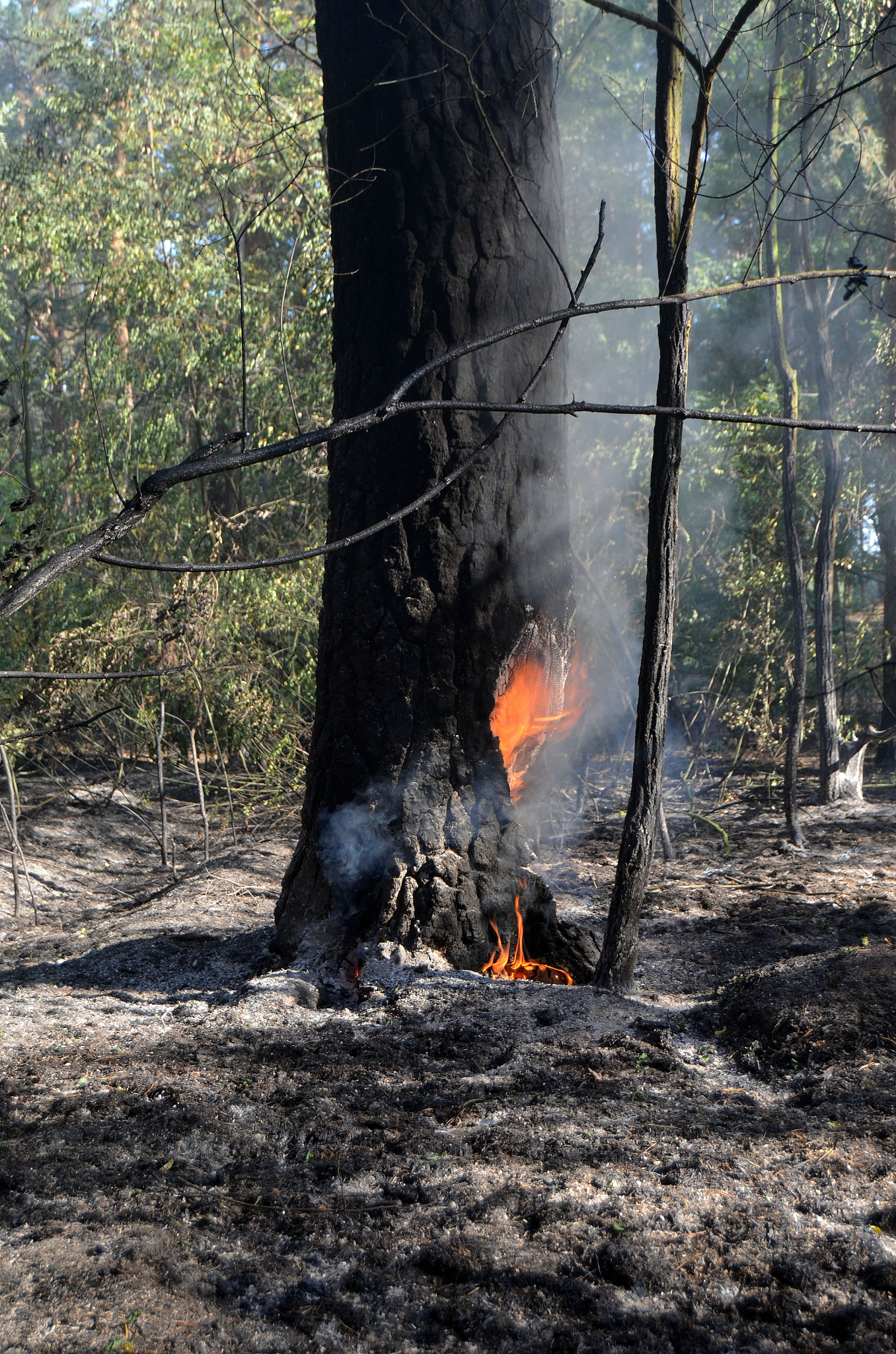 检查以下文字的语法和写作问题：由于野火与地球系统的诸多方面密切相关气候变化对21世纪森林火灾风险的影响受到了极大关注。IPCC第五次评估报告指出气候变化会如何影响不同区域的火灾风险尚未达成共识野火的模拟能力仍需加强。