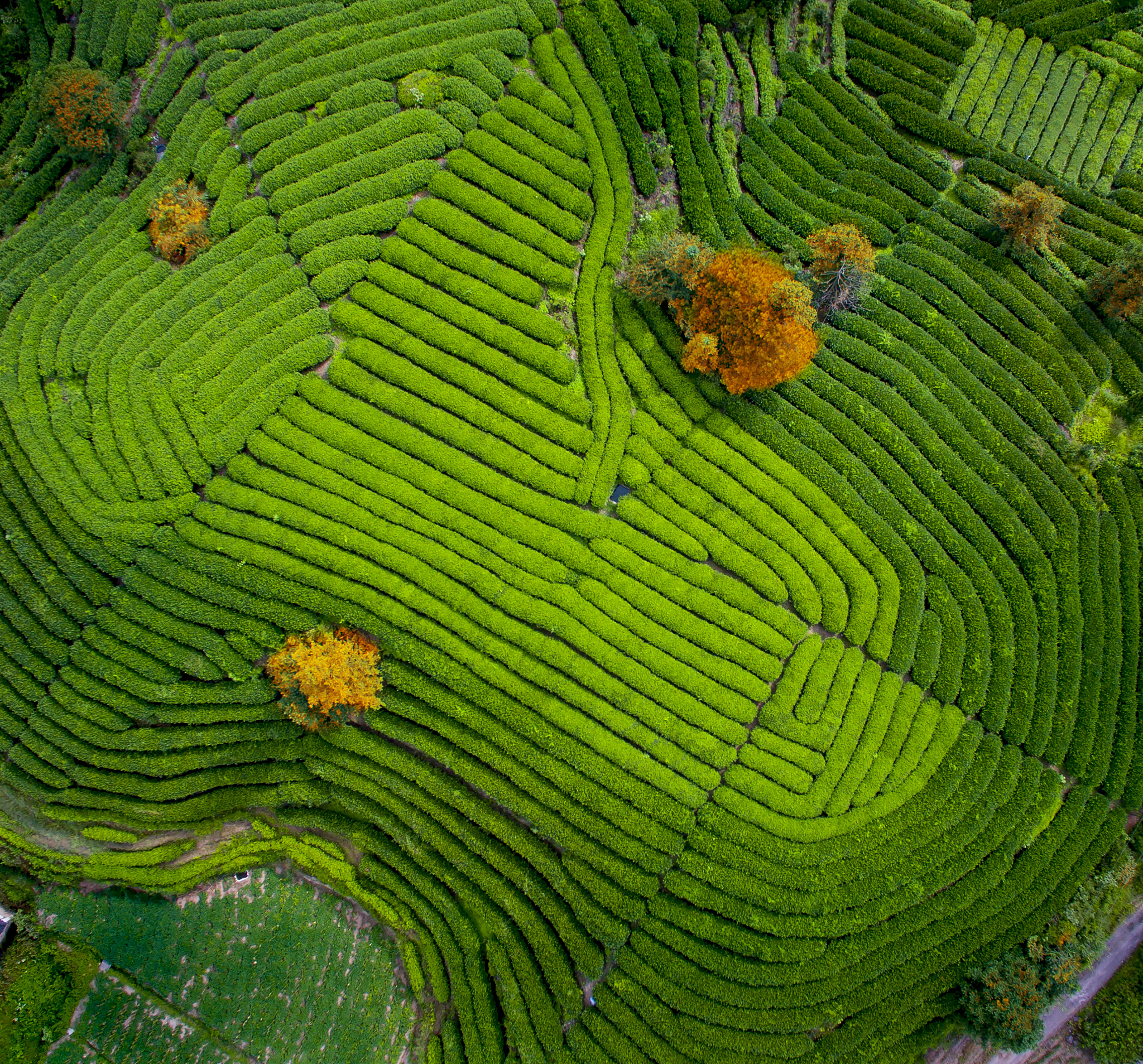 武夷山岩茶奇遇记：探秘茶香文化之旅