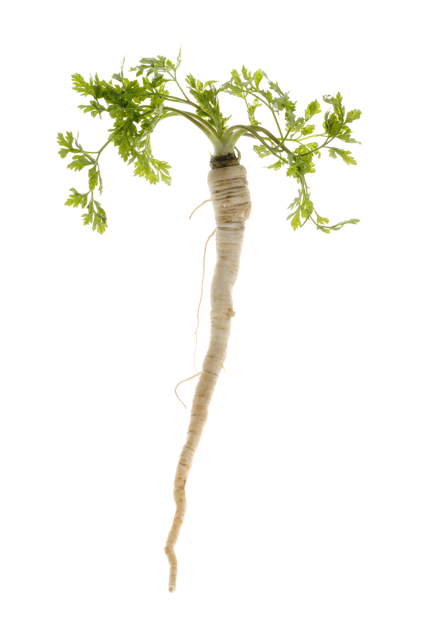 vegetable food over white