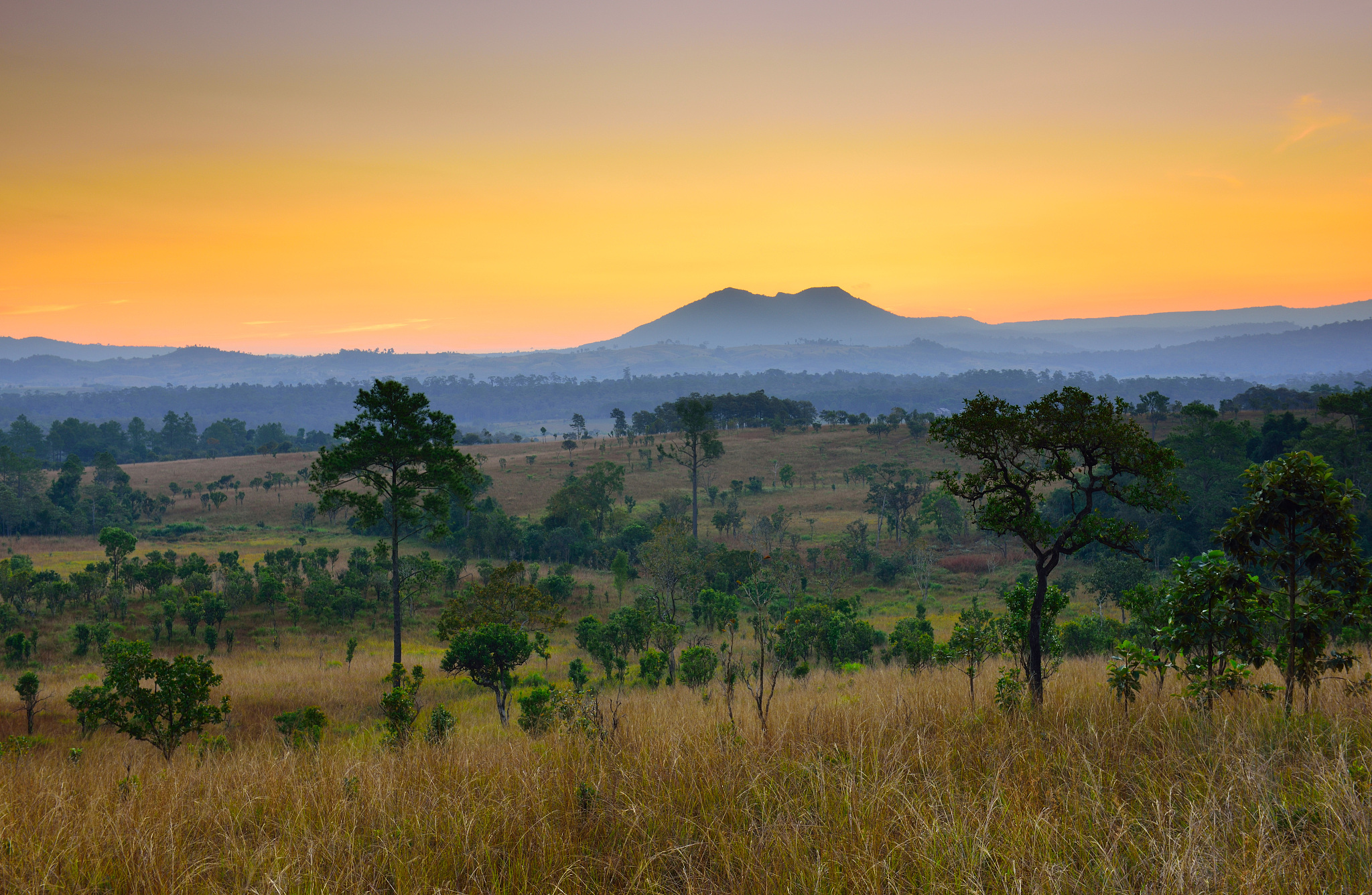 tropical forest landscape at sunrise