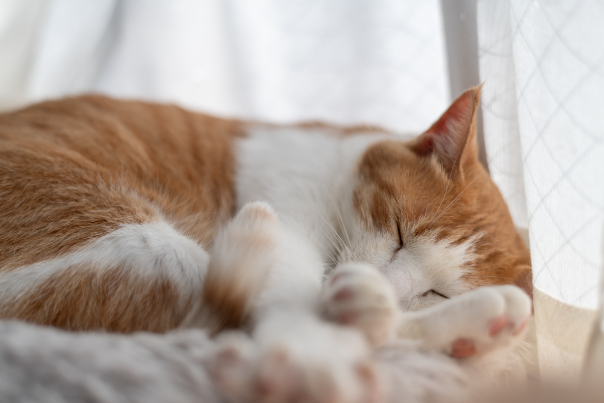 猫为什么非要跟你挤在一起睡？解密猫咪的睡眠秘密