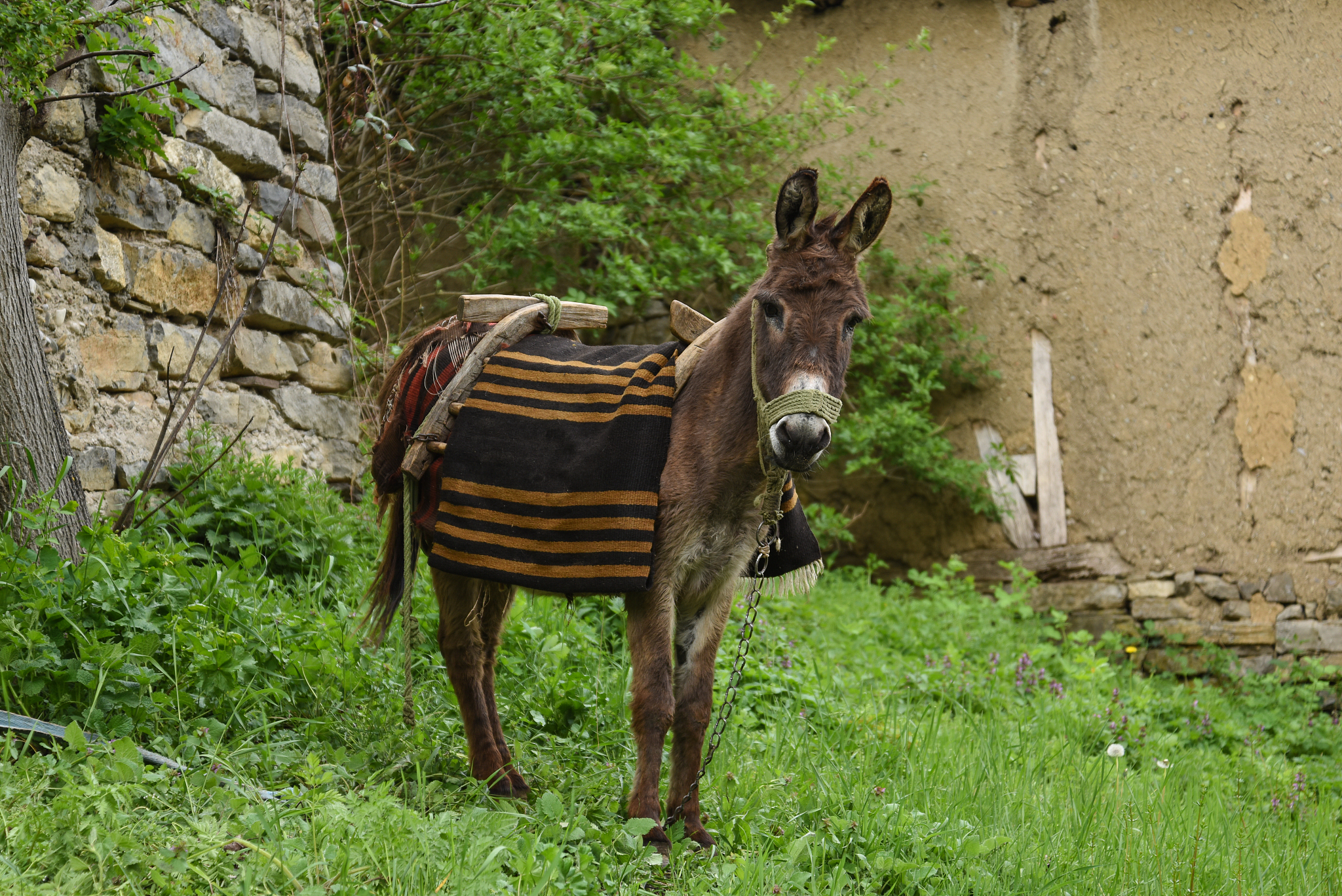 view of goat in front of stable