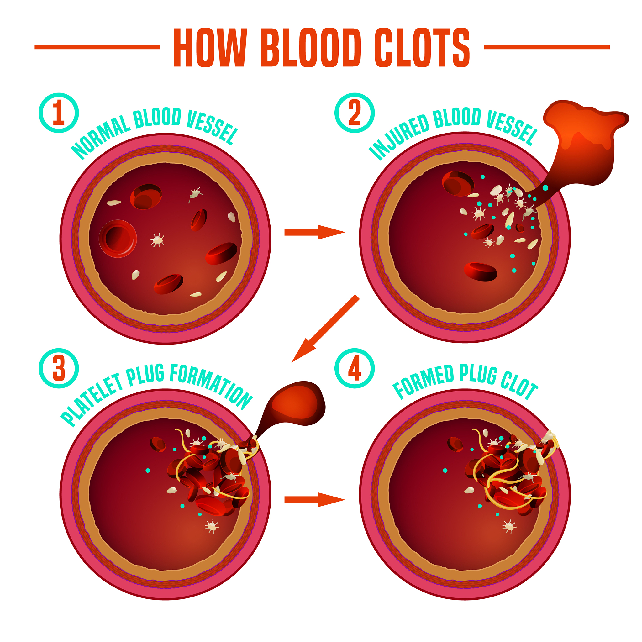 狗的血小板只有1