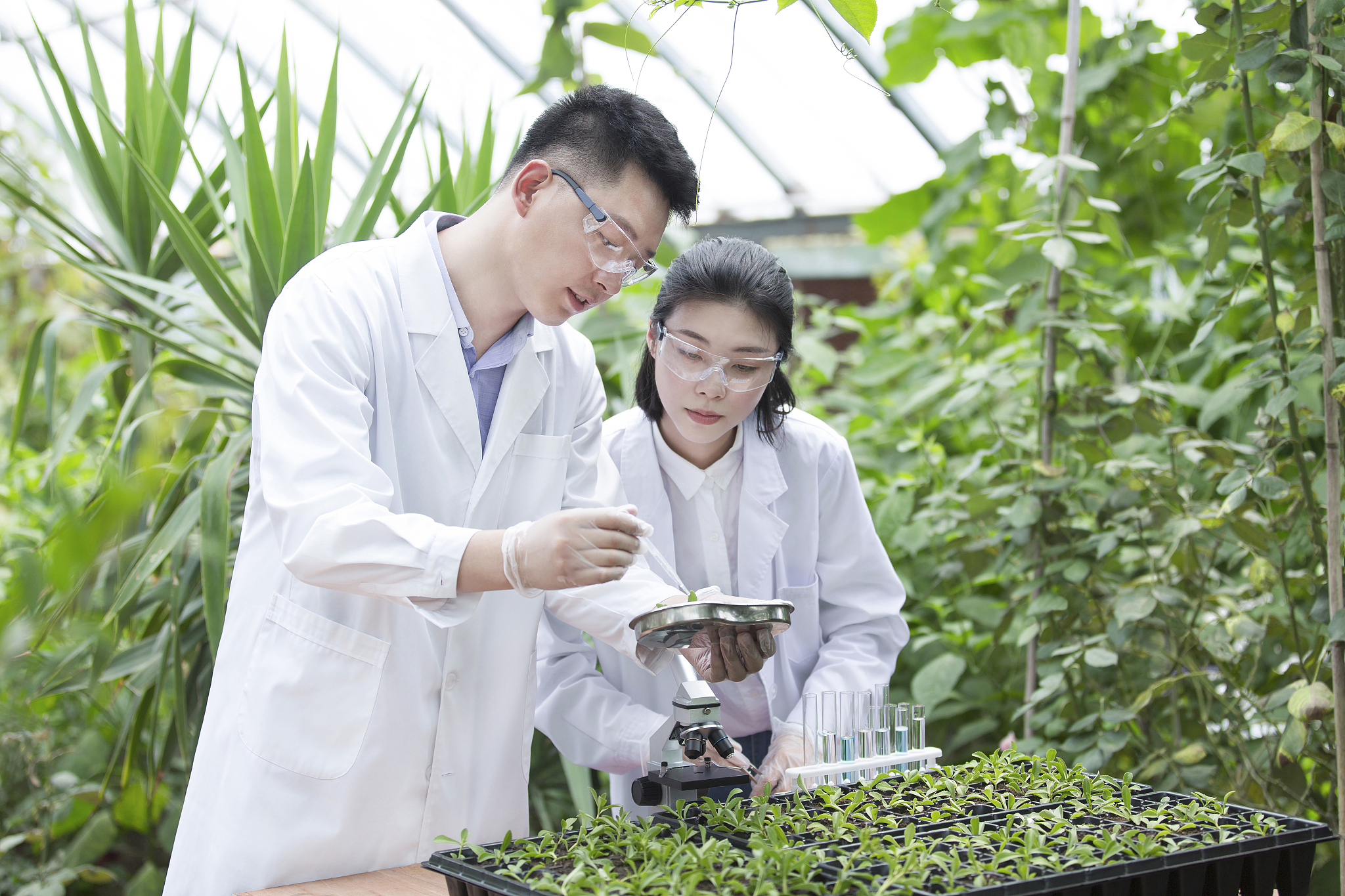 乐山医药科技学校中草药种植专业怎么样