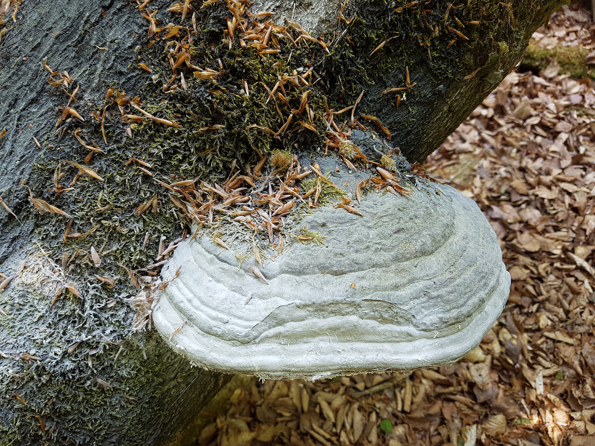 forest; giant trees; tree mushrooms