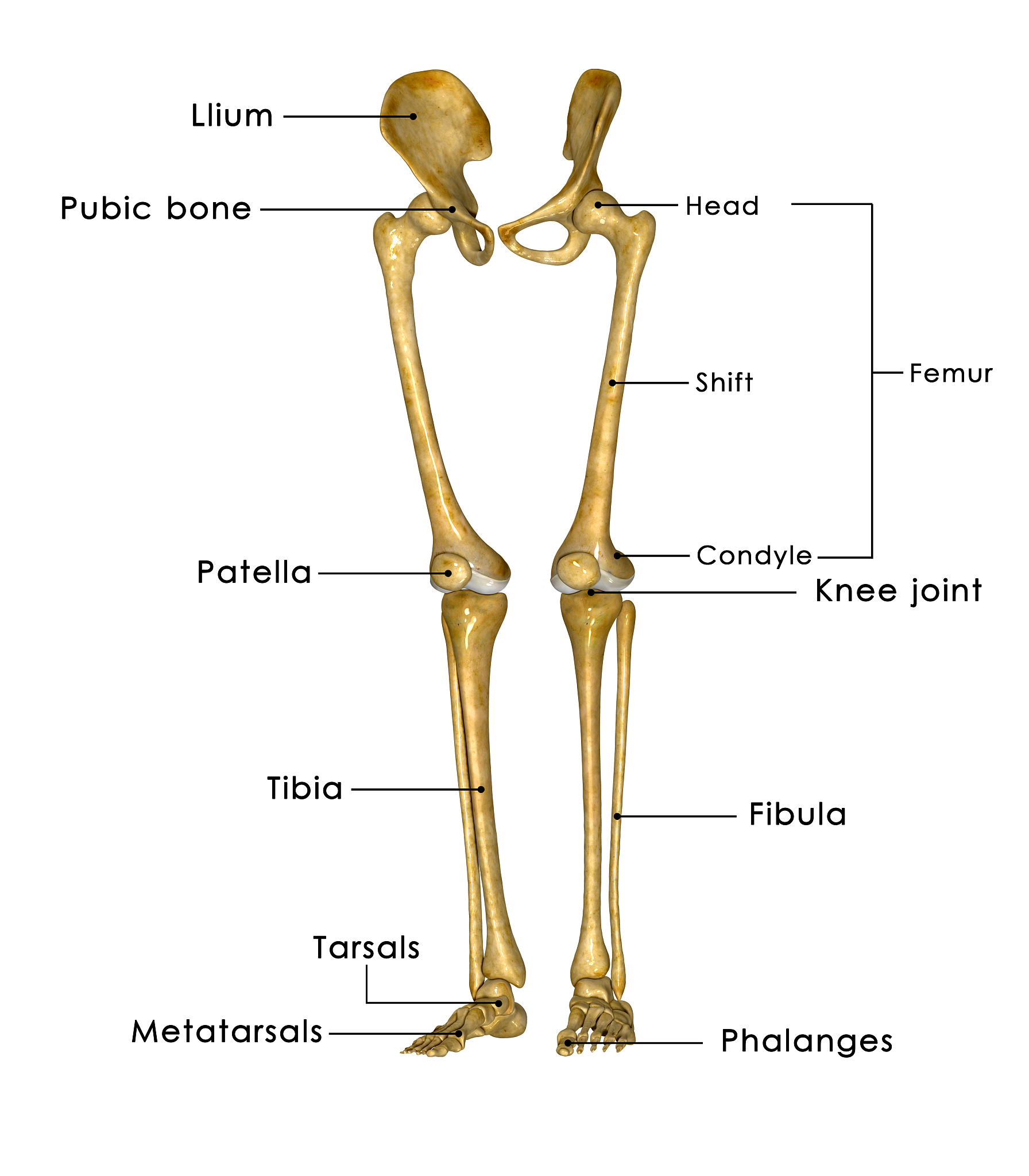 下肢三大关节包括