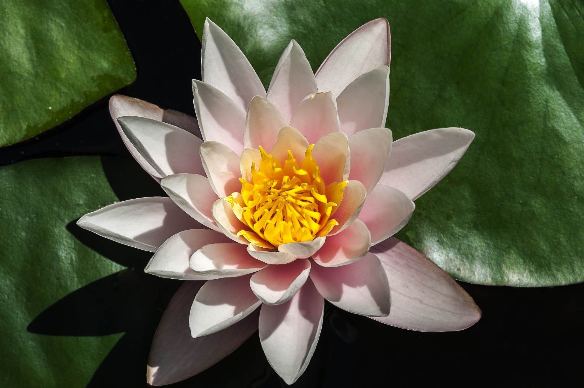 润色以下句子：明辉看着雕像的眼中闪烁着坚定的光芒开口道：这是帝牙卢卡和帕路奇亚的融合体它们是守护着神奥地区的传说小精灵。小鬼听到以后点了点头也带着充满敬意的眼神注视着这尊古老的小精灵雕像。等到二人走到山丘顶上才发现雕像下站着一个蓝色头发的男人小鬼一眼认出这是当初在神事湖遇到那个奇怪的男人——赤木。