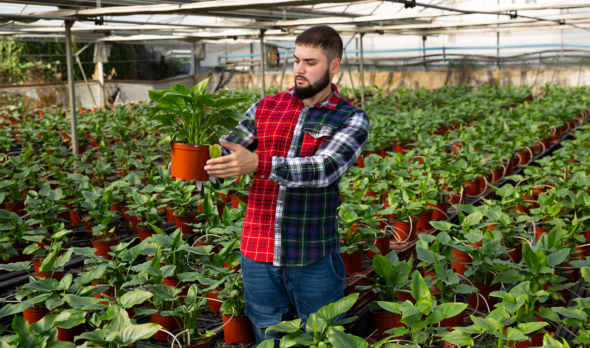 永胜县职业高级中学现代农艺技术专业怎么样？- 就业前景、课程设置及实践能力培养