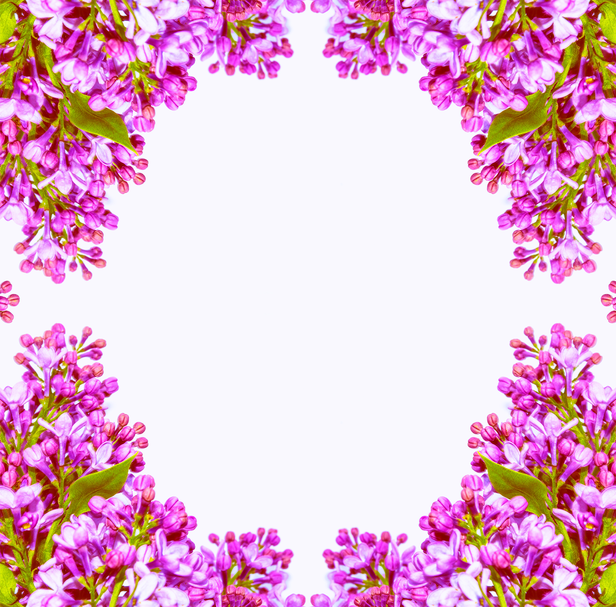 bright and colorful flowers lilac