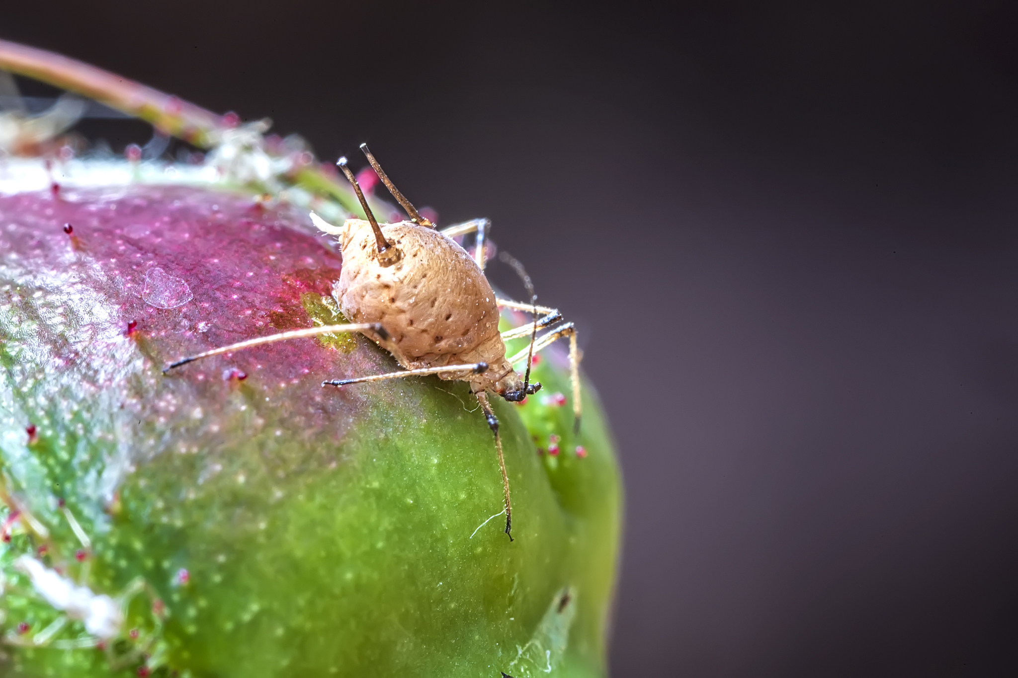 aphid
