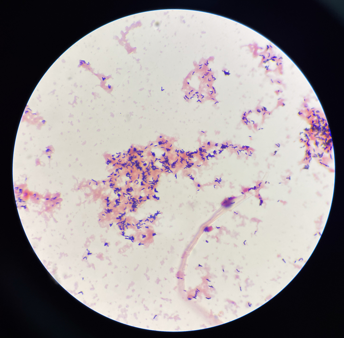 293T细胞系：特征、应用及优势