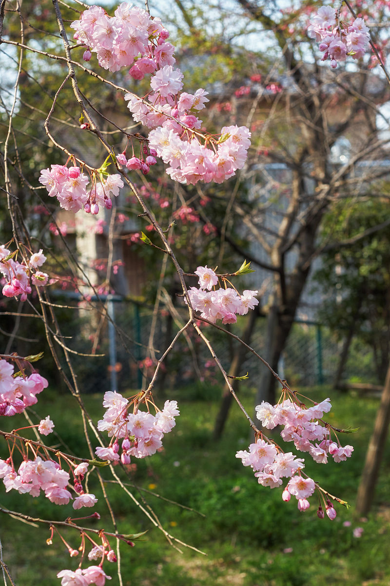 日本年轻人几岁上大学