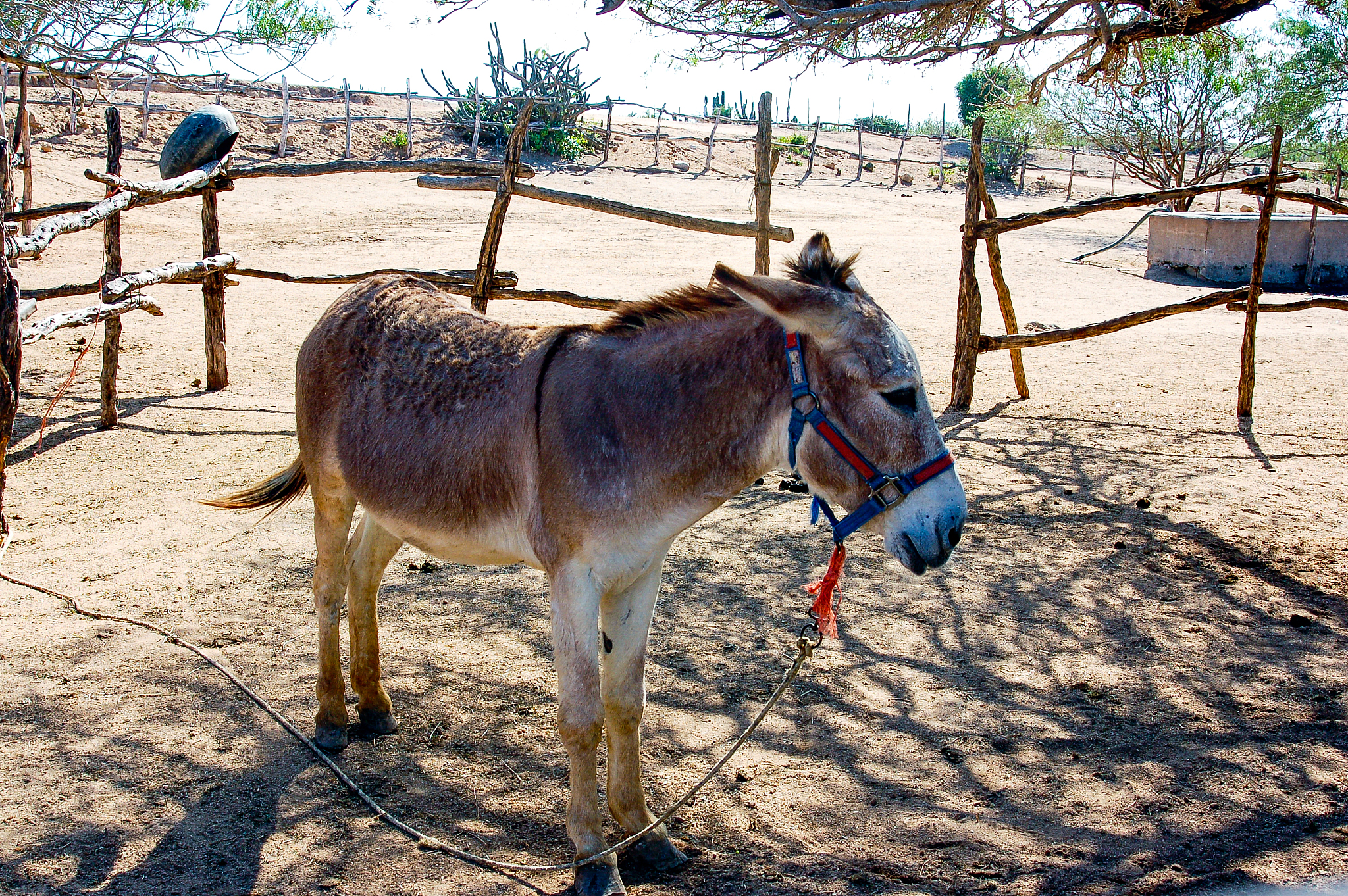 donkey on the ranch
