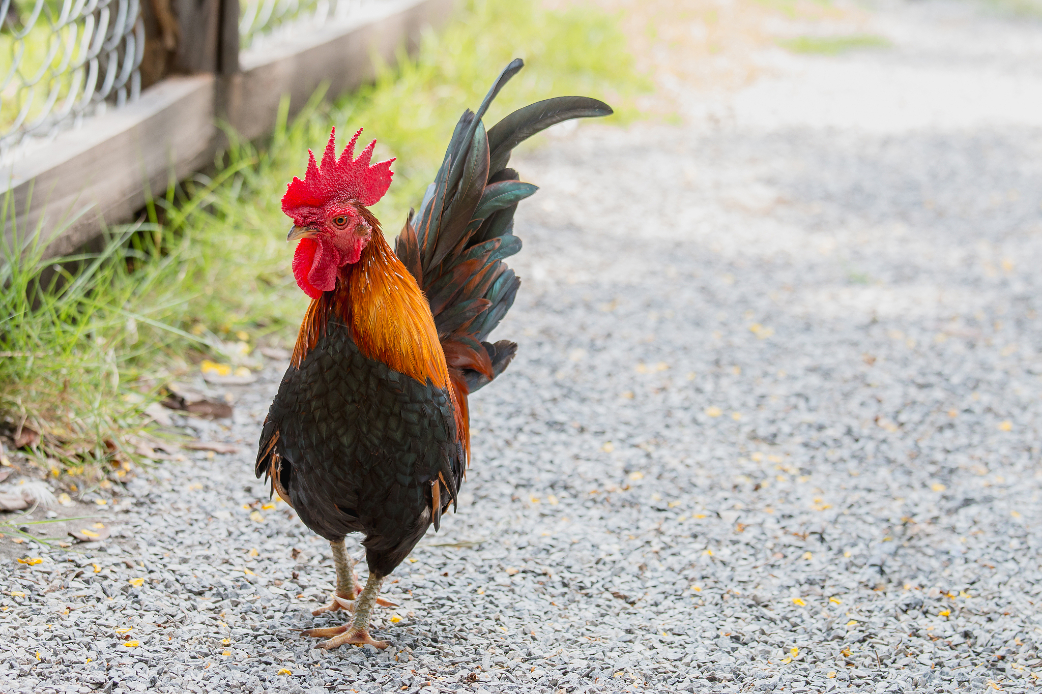 close up portrait of bantam chickens, beautiful colorful cock