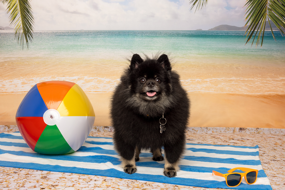 狗狗血小板低怎么办？快速提高血小板方法及注意事项