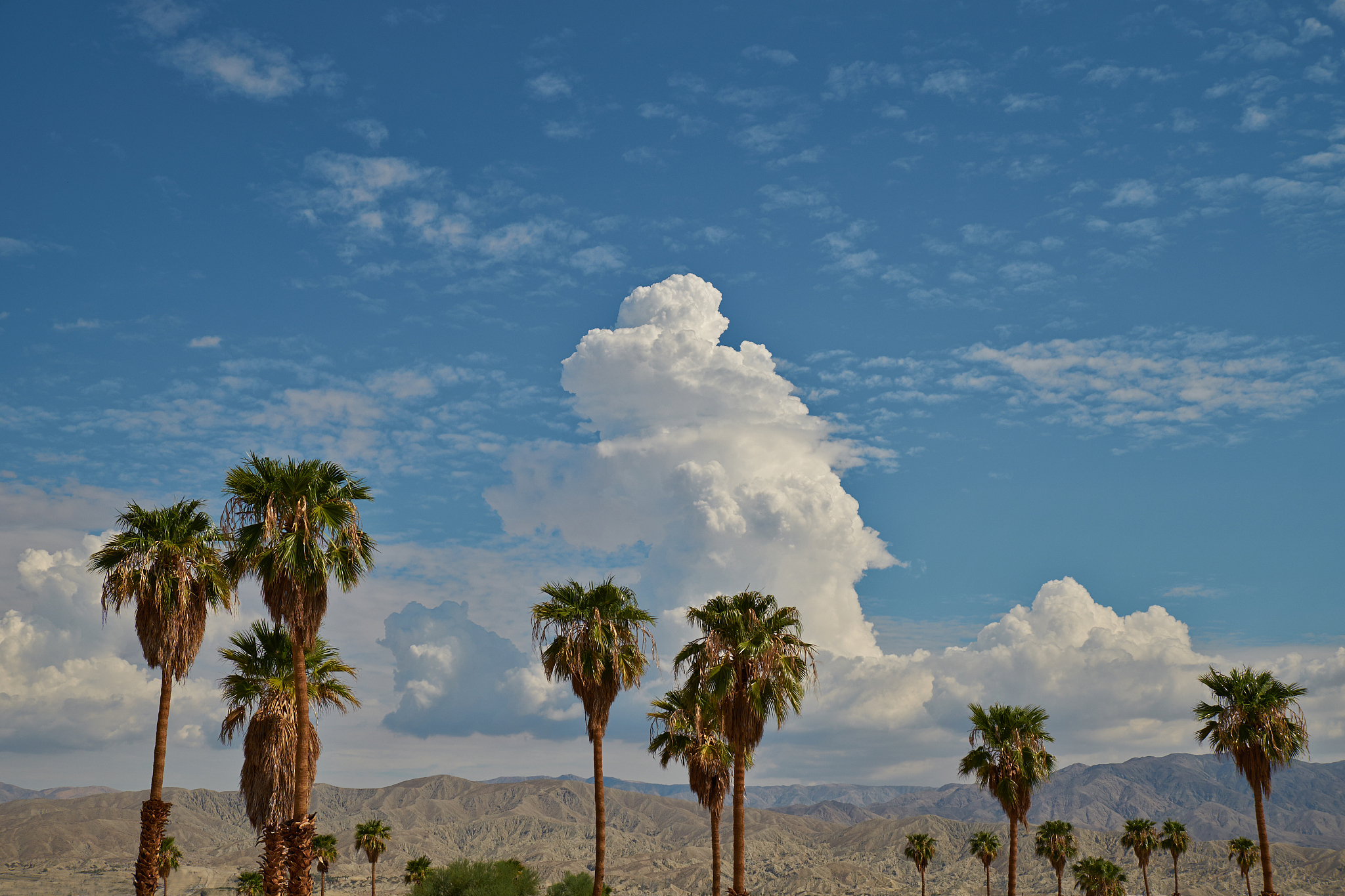 palm trees and clouds.