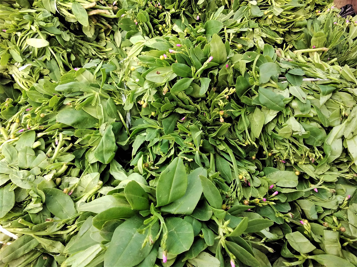 蛇胆功效与主治是什么