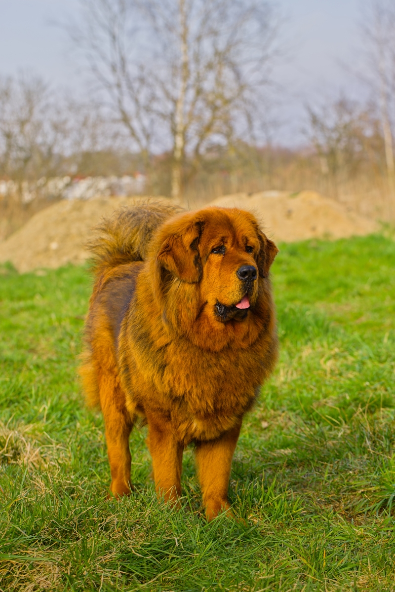 十大凶犬排行榜前十名