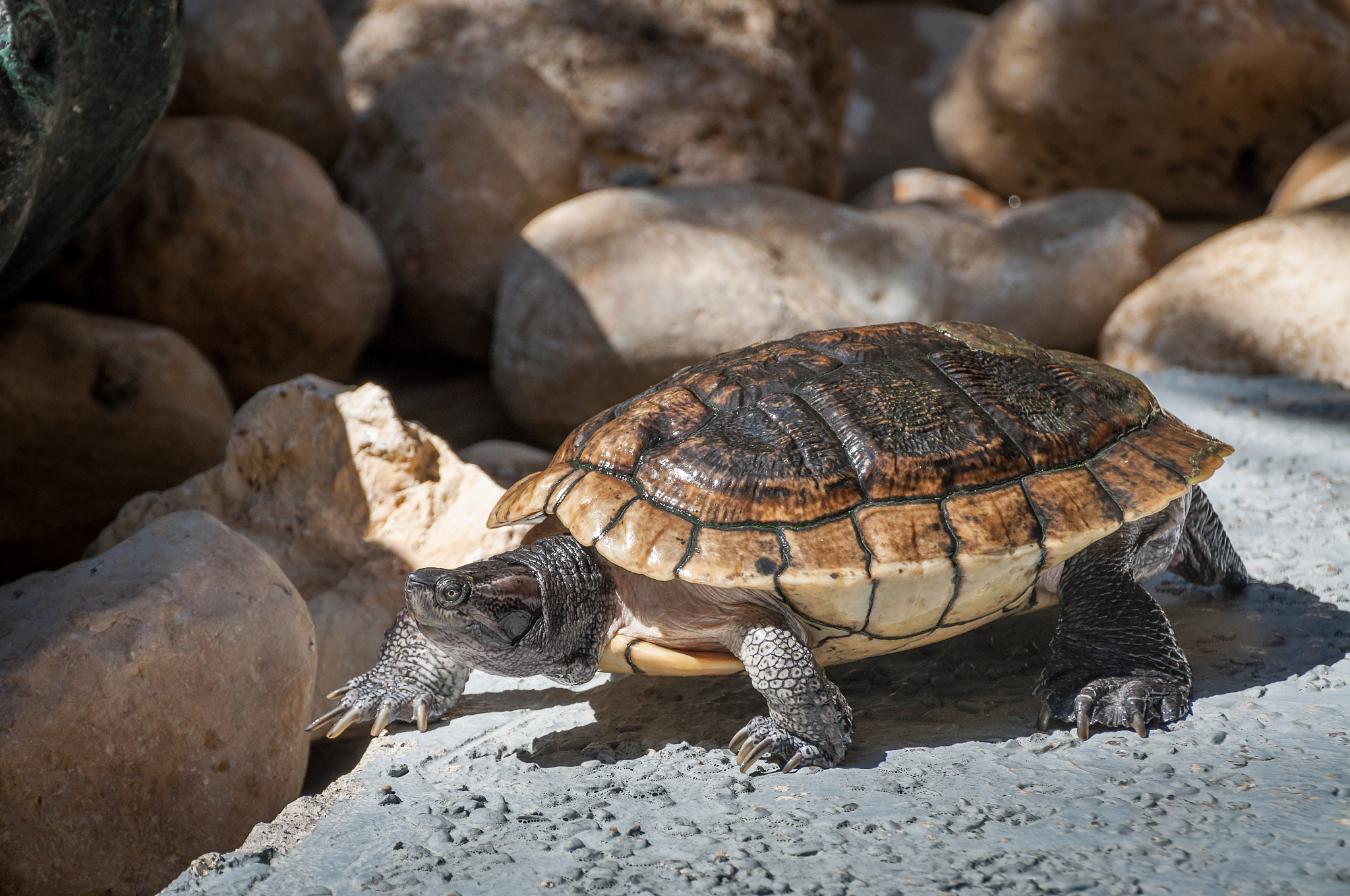 sea turtle