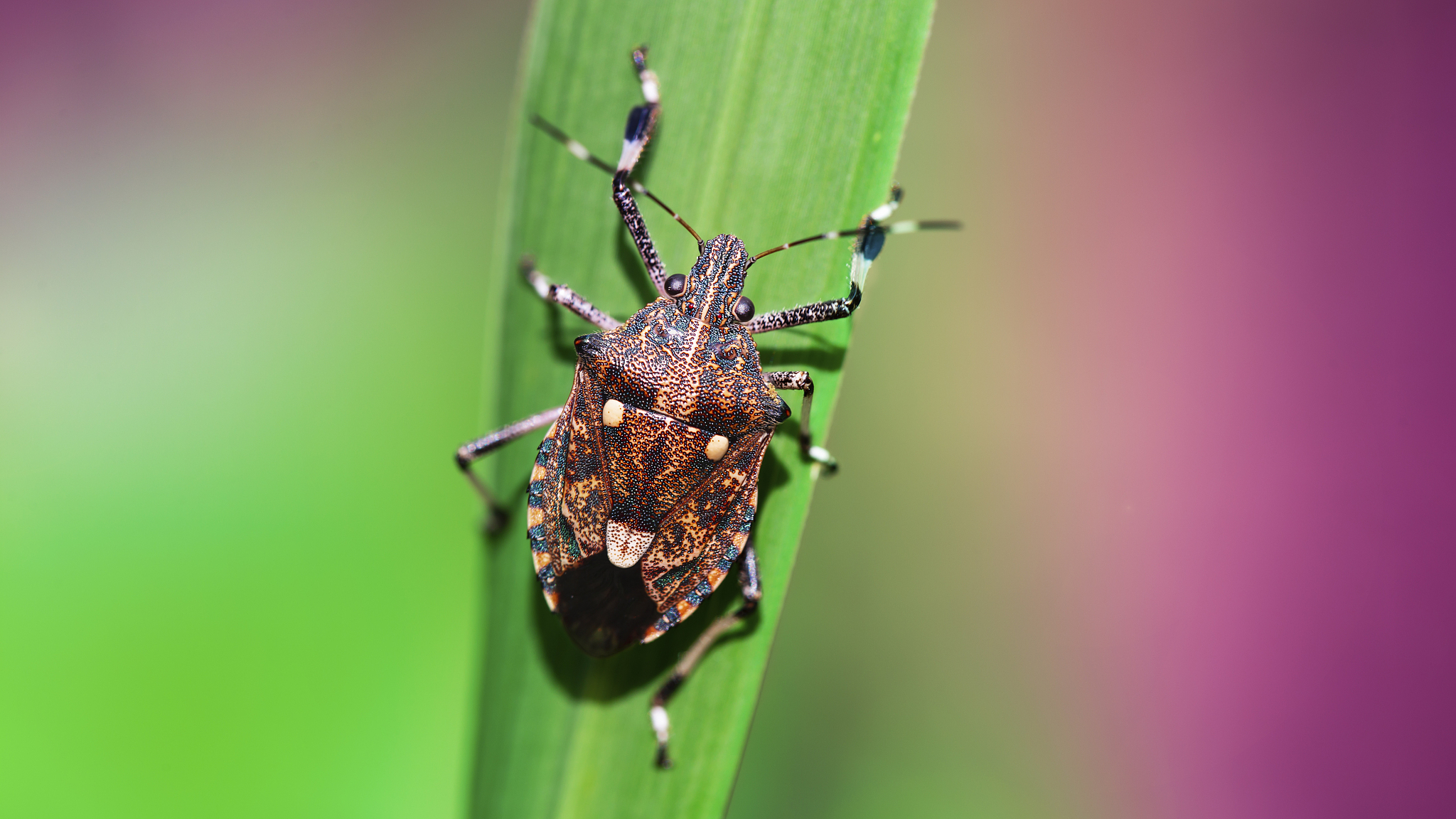 little multicolored bug on leaf