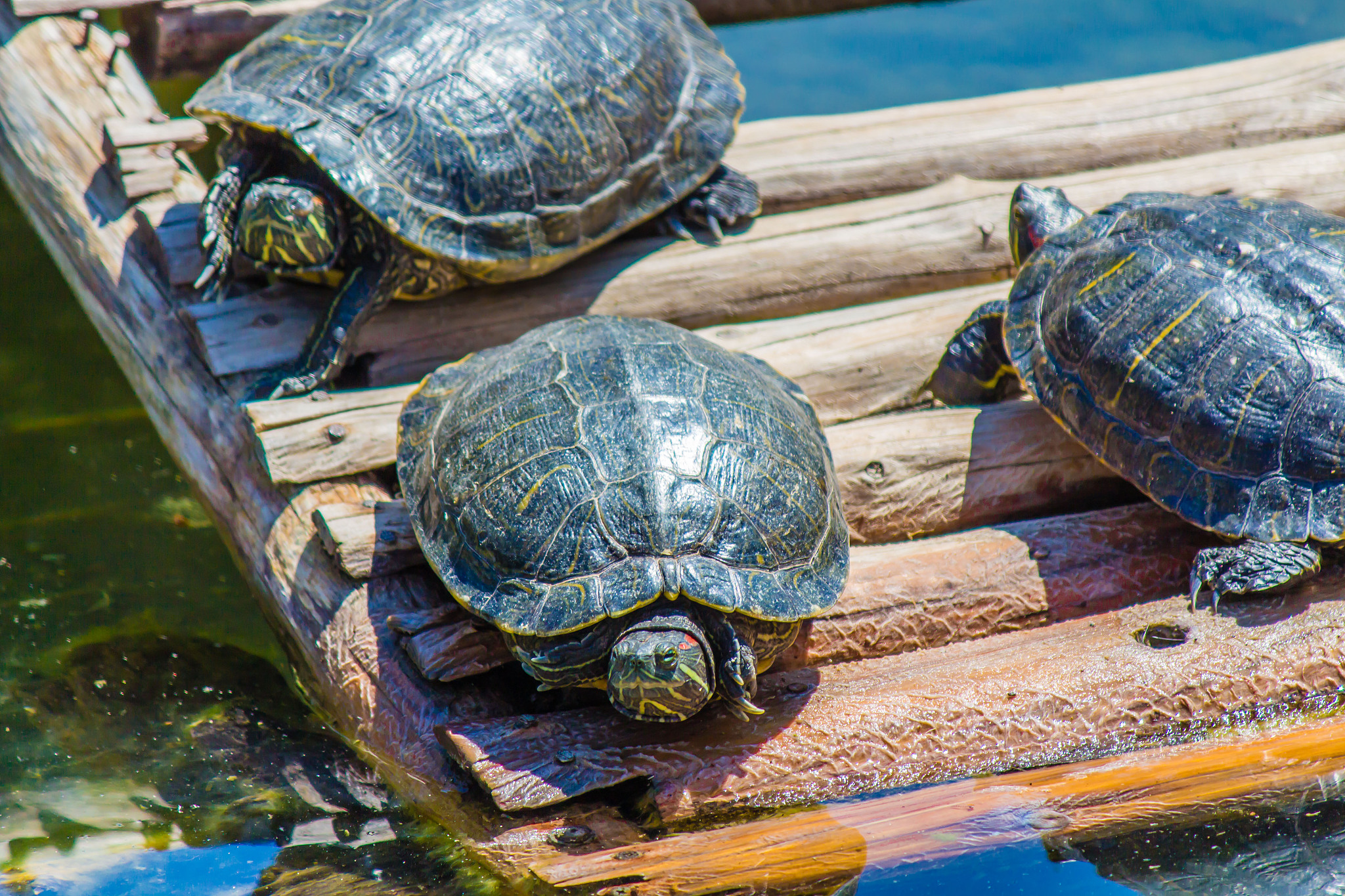 turtles