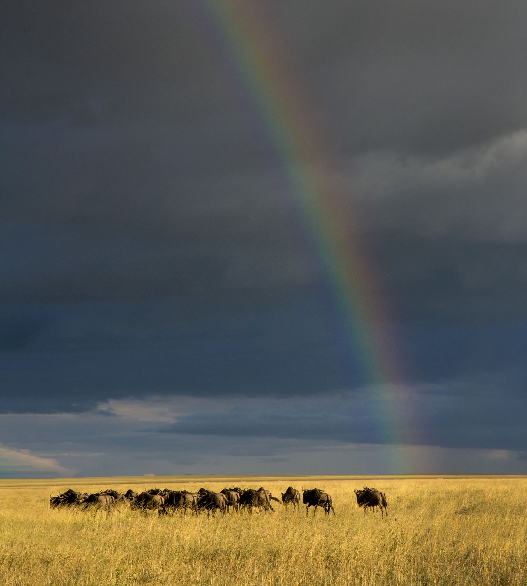wildebeests and rainbow