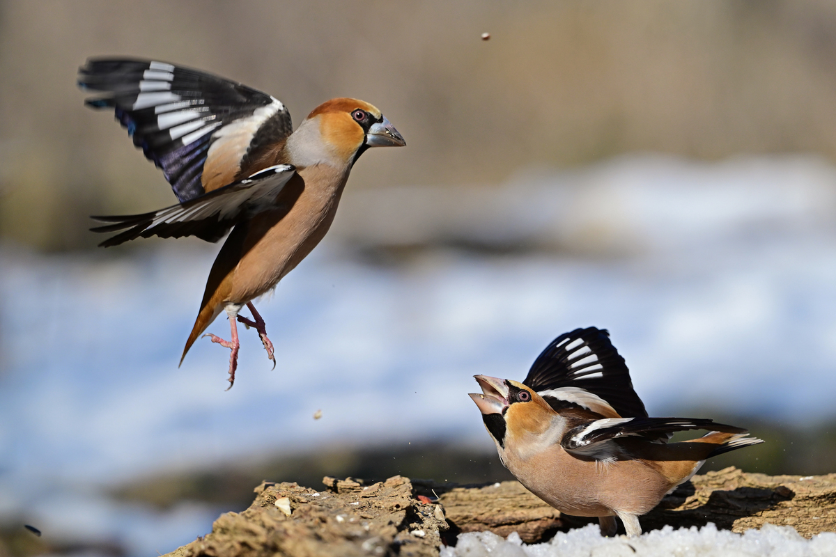 描写各种各样的鸟鸣写一段话