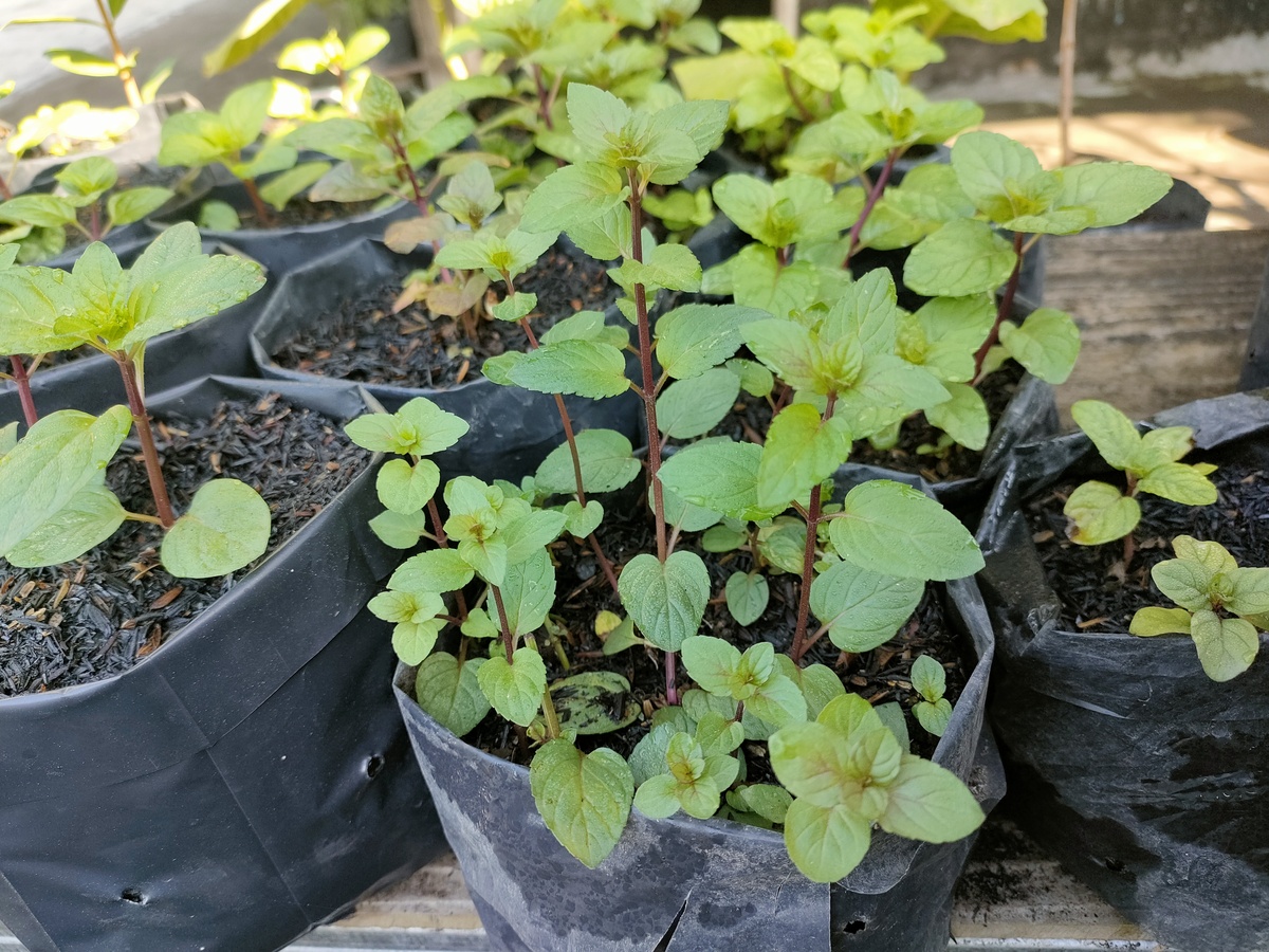 薄荷夏季养护指南：光照、浇水、修剪全攻略