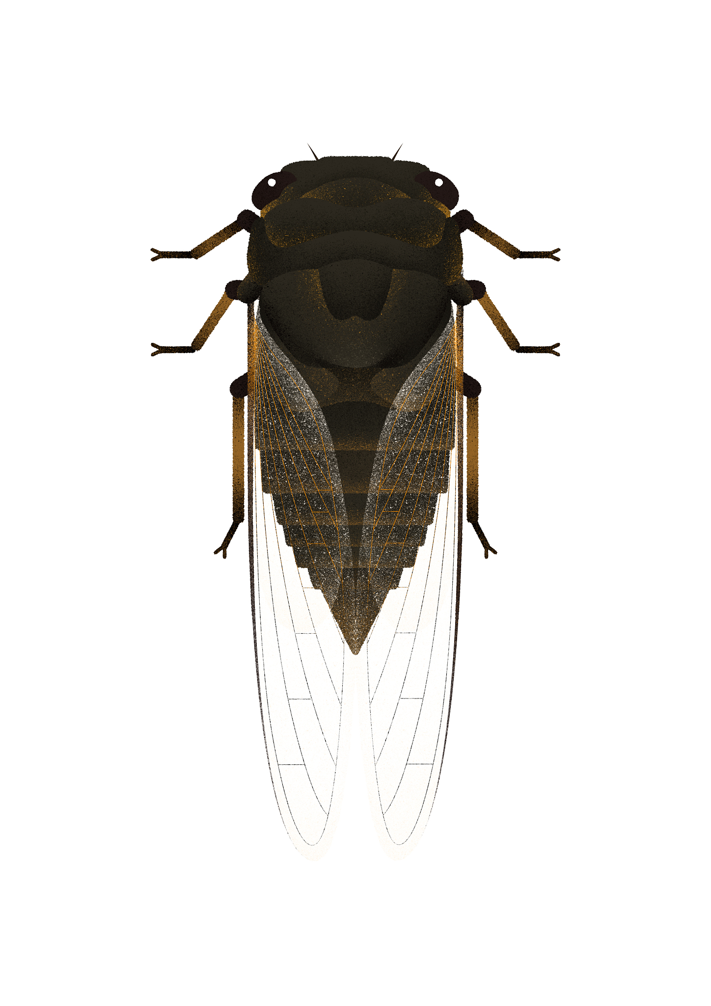 黑蚱蝉能吃吗？详细解答及安全食用指南