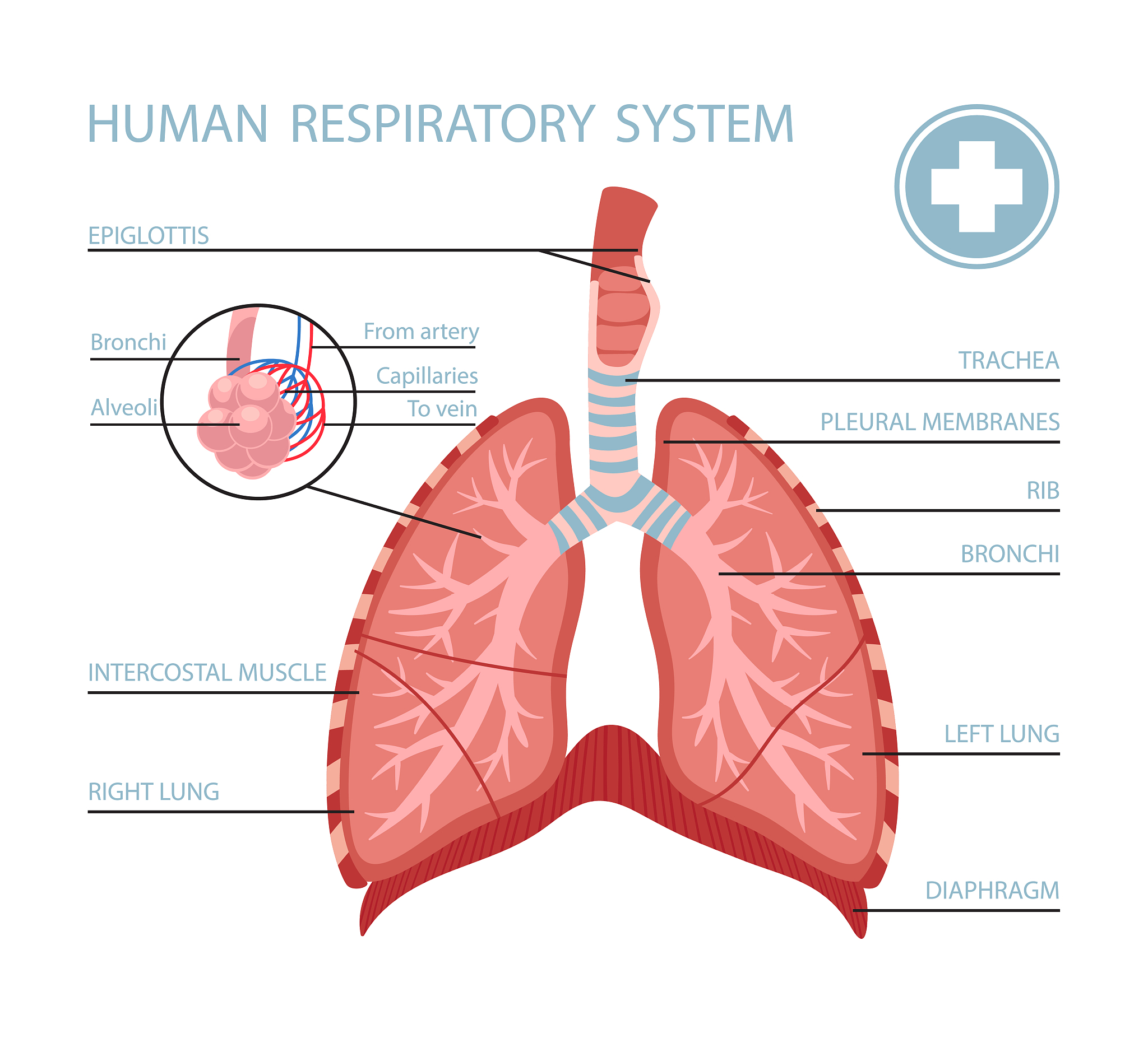 老年呼吸衰竭患者护理：胸腔积液、肺转移、心力衰竭的应对措施