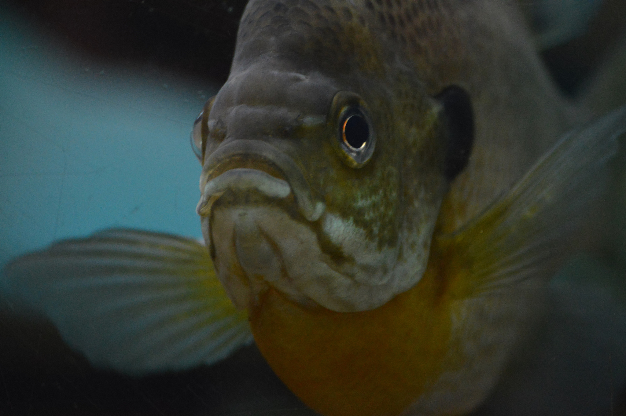 单性罗非鱼繁殖技术揭秘：人工干预如何实现高效繁育？