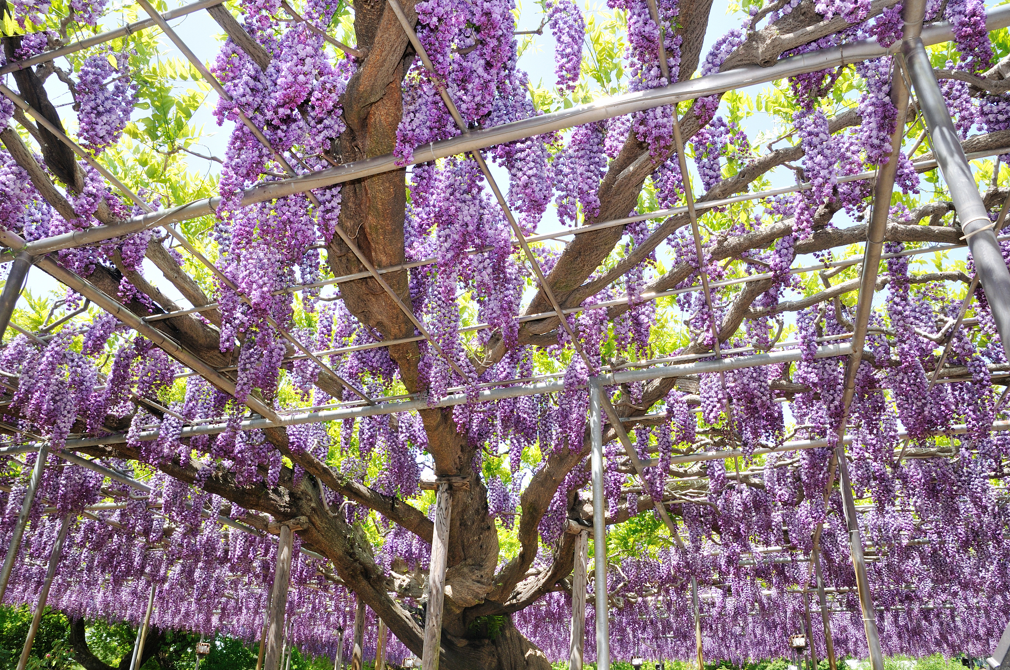 阳台种紫藤，几年才能开花？详细种植指南，助你早日赏花