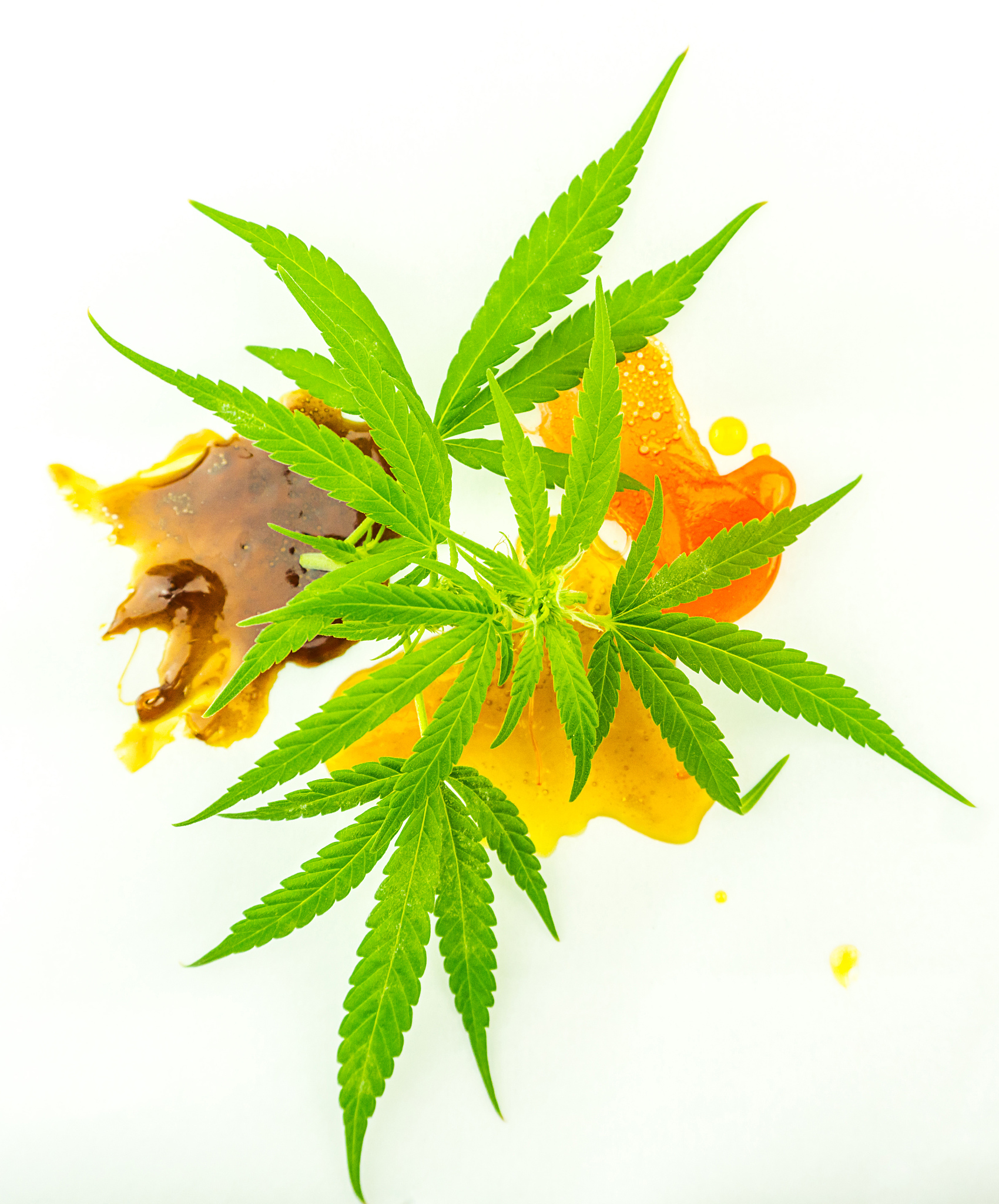 various cannabis cbd and thc shatter rosin extracts with hemp fl