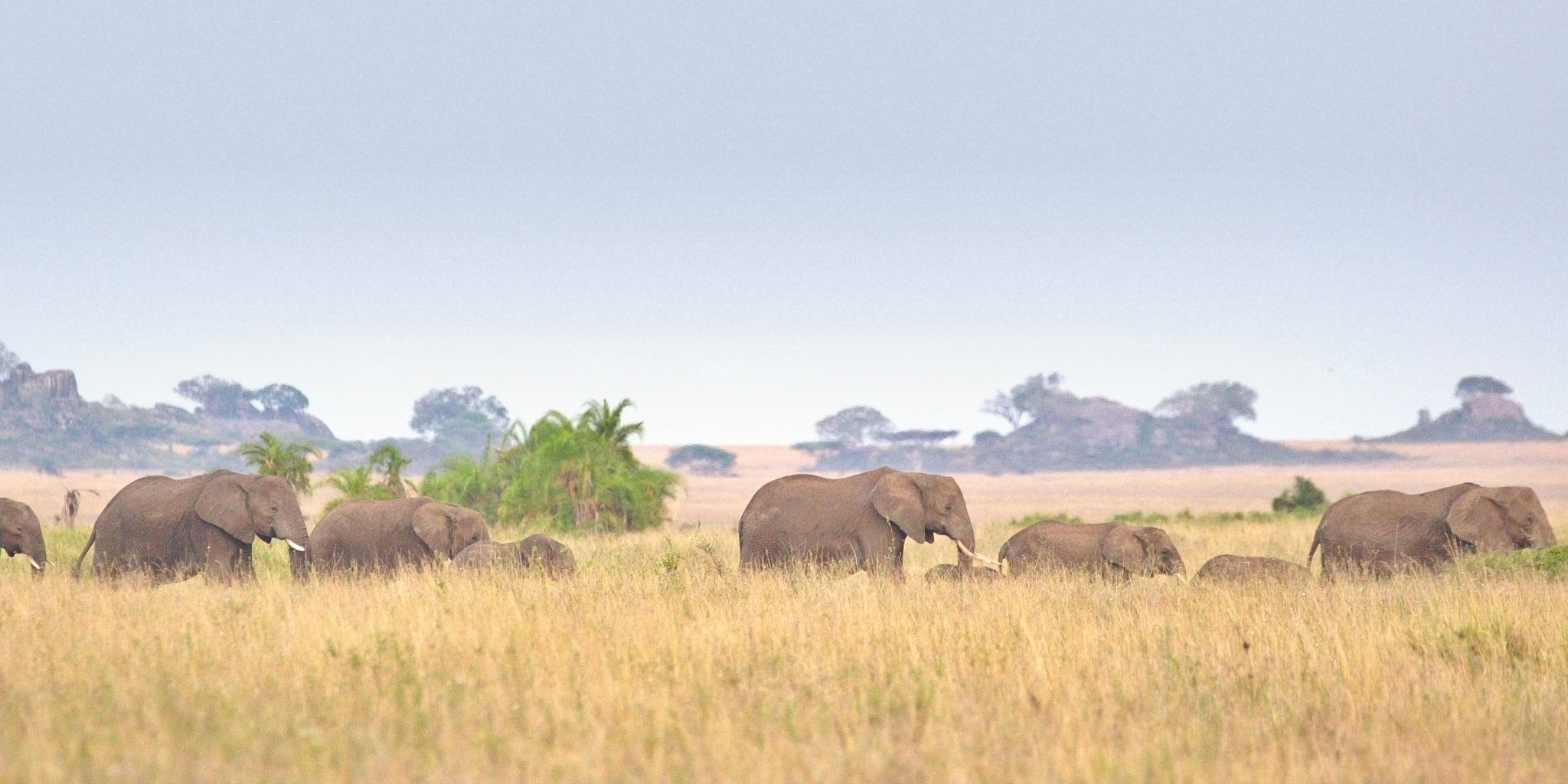elephant herd marching in line through serengeti