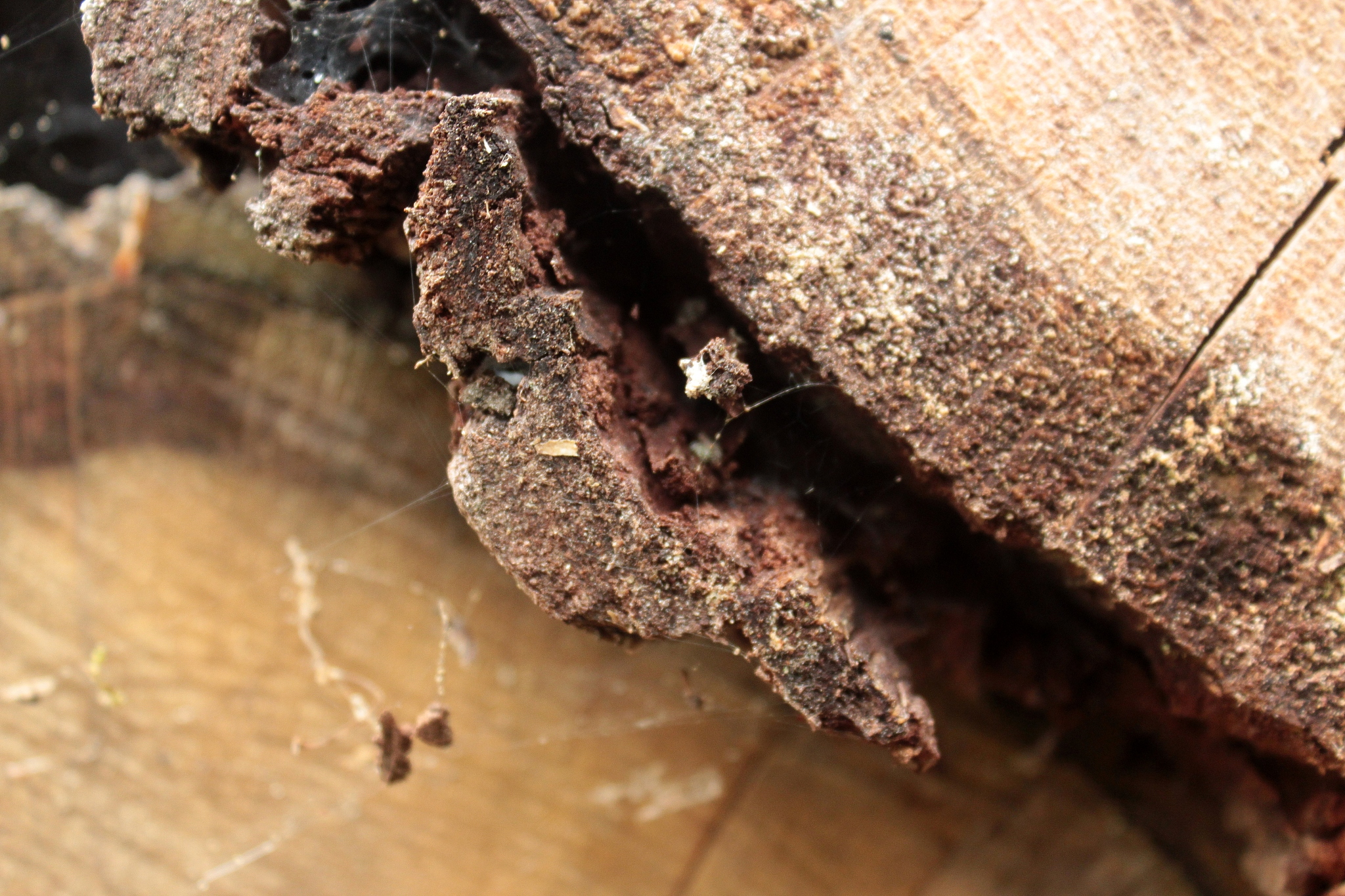 buches de bois empilees