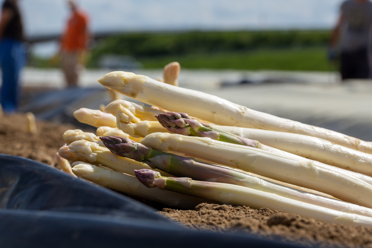 吃苦笋的好处，