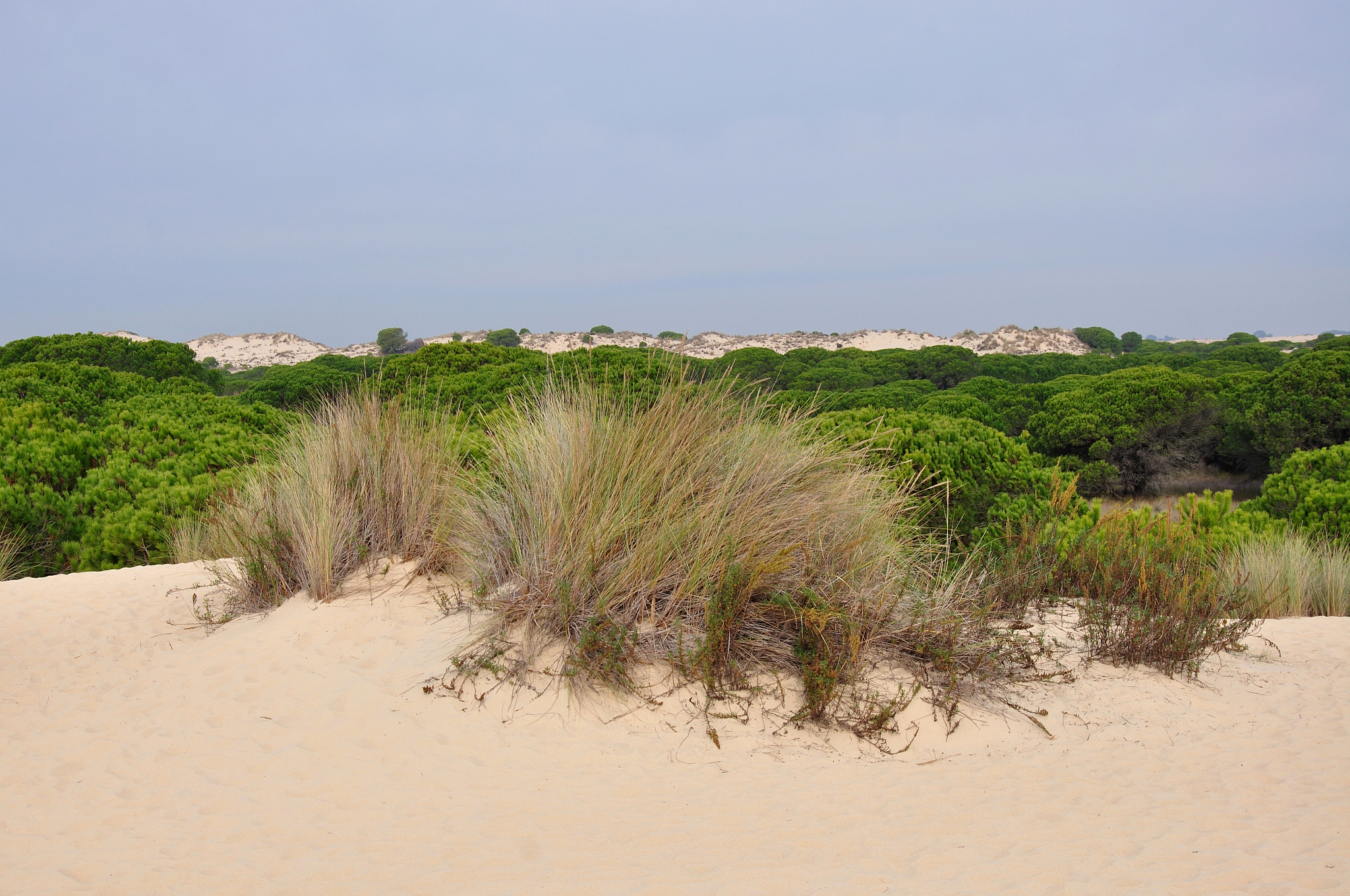 do?±ana national park