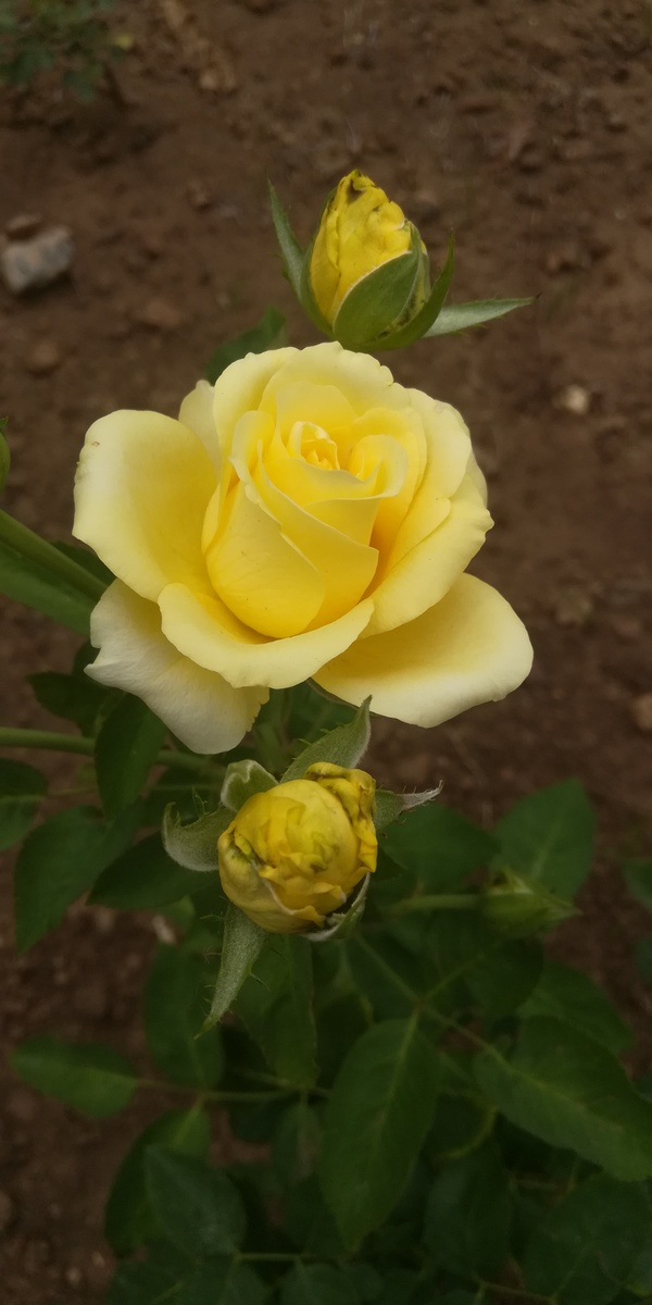 在城市里匆匆忙忙路边随处盛开的月季任它摇曳身姿我印象里也只闪过3秒：哦月季花开了。可晚上跑步走哪香哪忍不住找到底是哪几种植物香。这季节可真好啊。太太住一楼阳台外大片金银花伸着头恨不得把花香塞进人家被窝里简直香死个人了。可太太说窗户不开有虫。你看到处都是红玫瑰跟蚊子血的故事。舒服～给出下一句